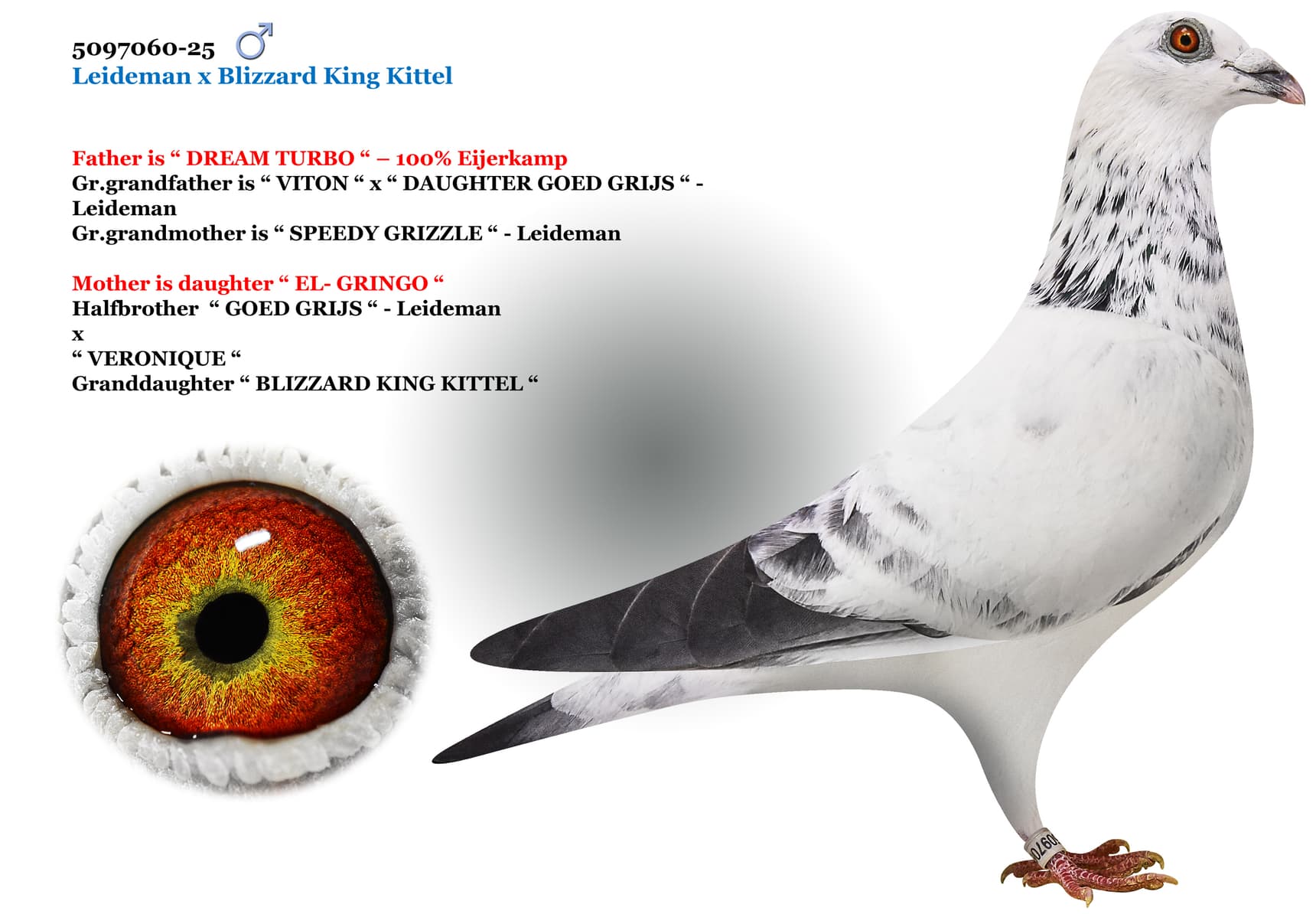 ‘Leideman’ x ‘Blizzard King Kittel’