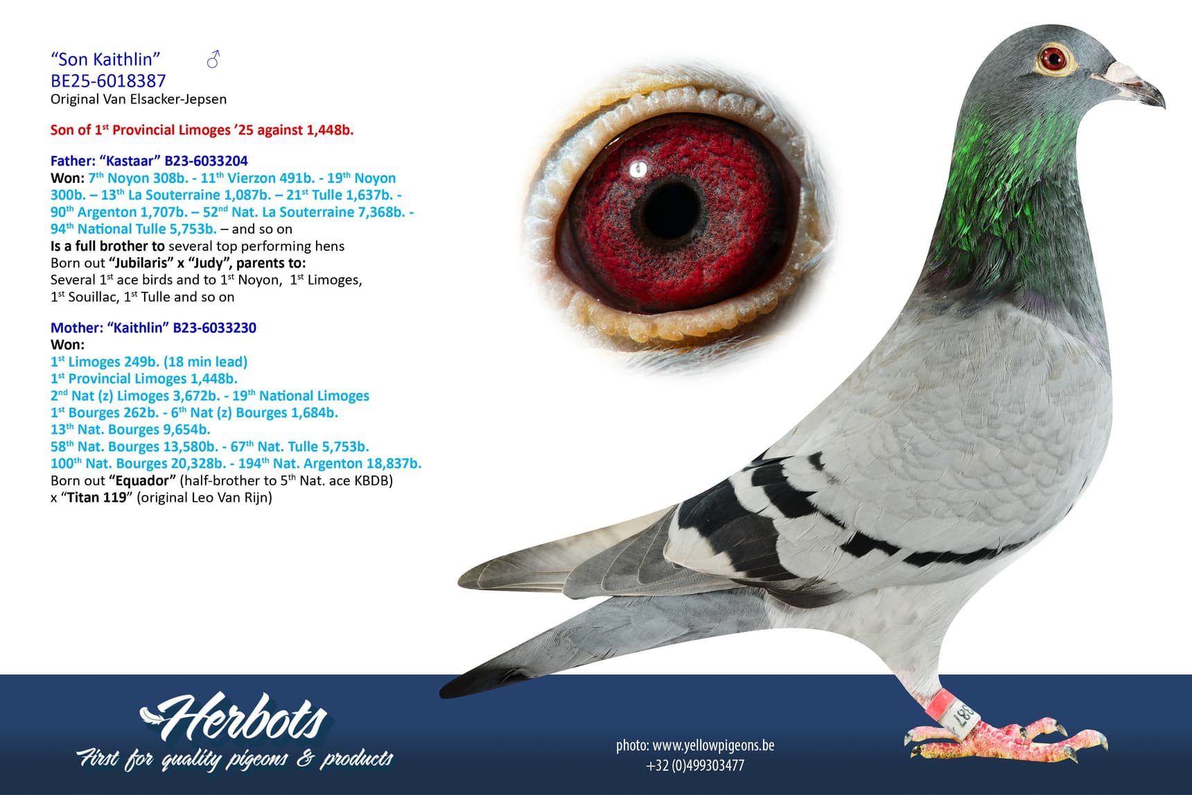pigeon: undefined