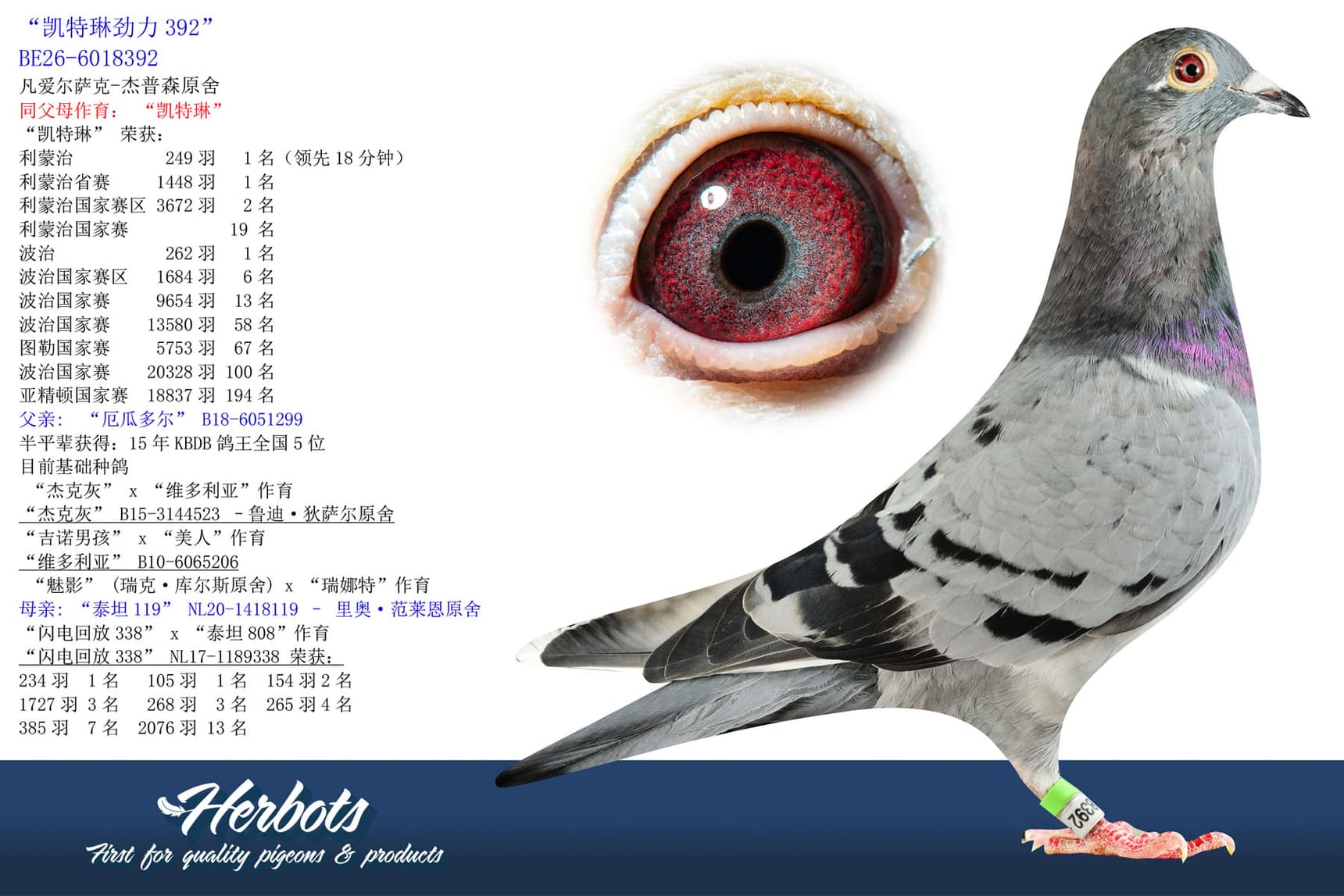 pigeon: undefined