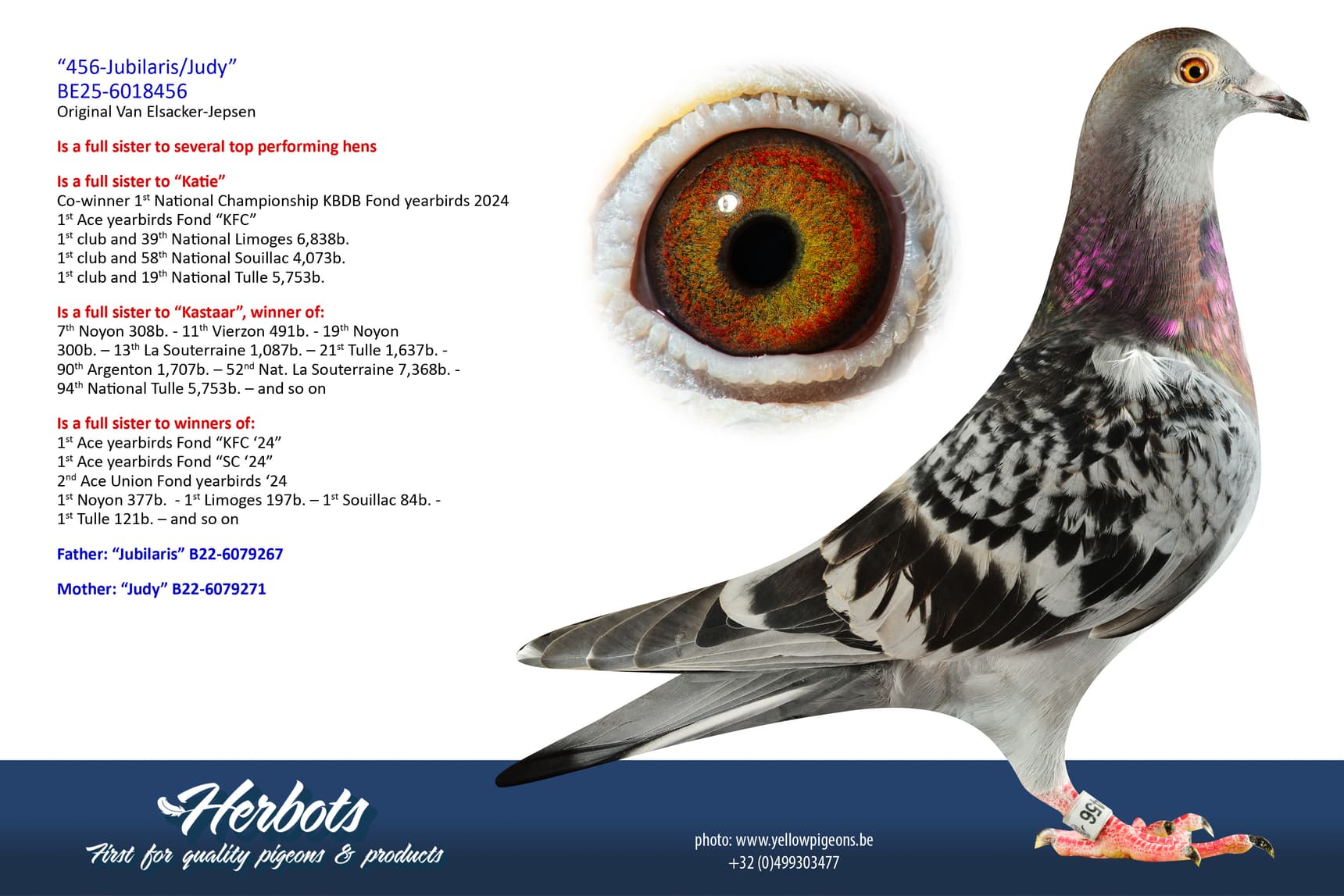 pigeon: undefined
