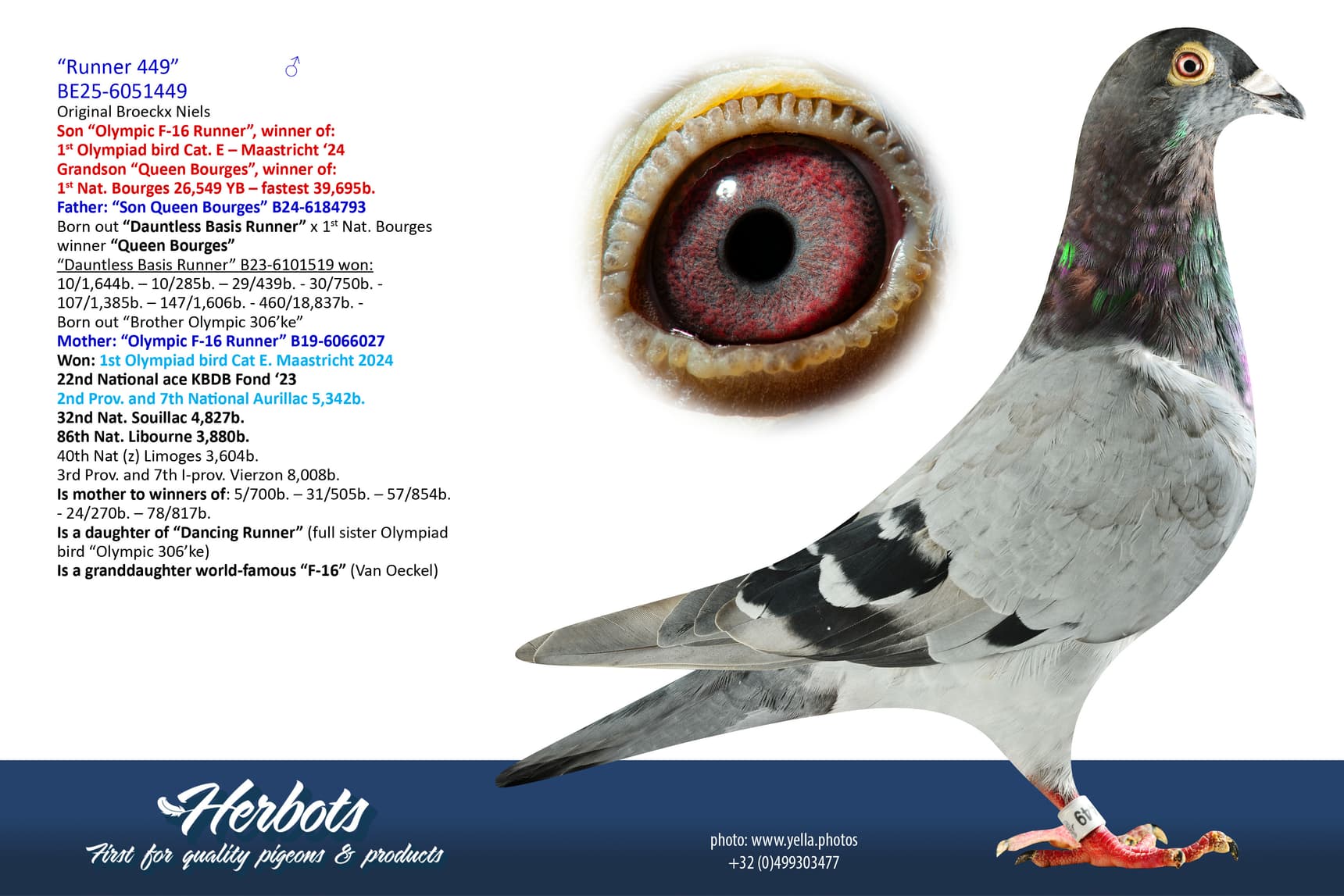 pigeon: undefined