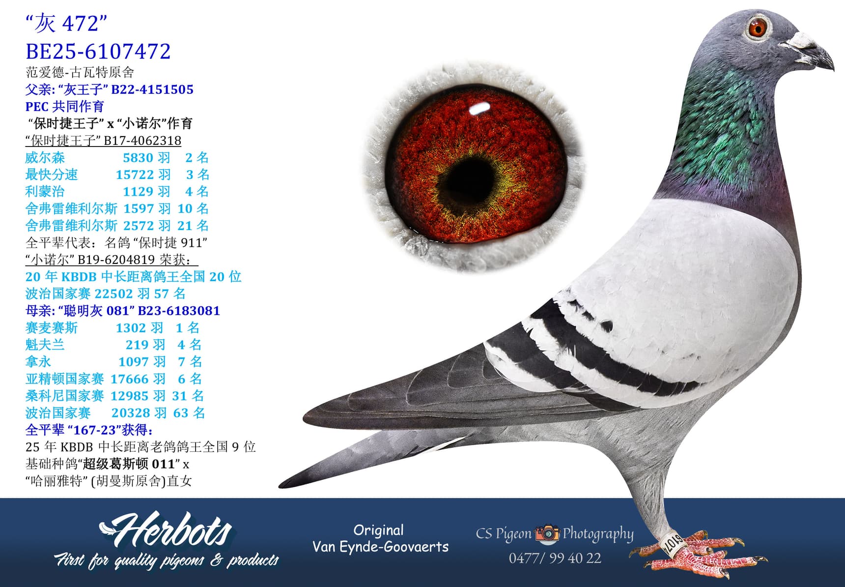 pigeon: undefined