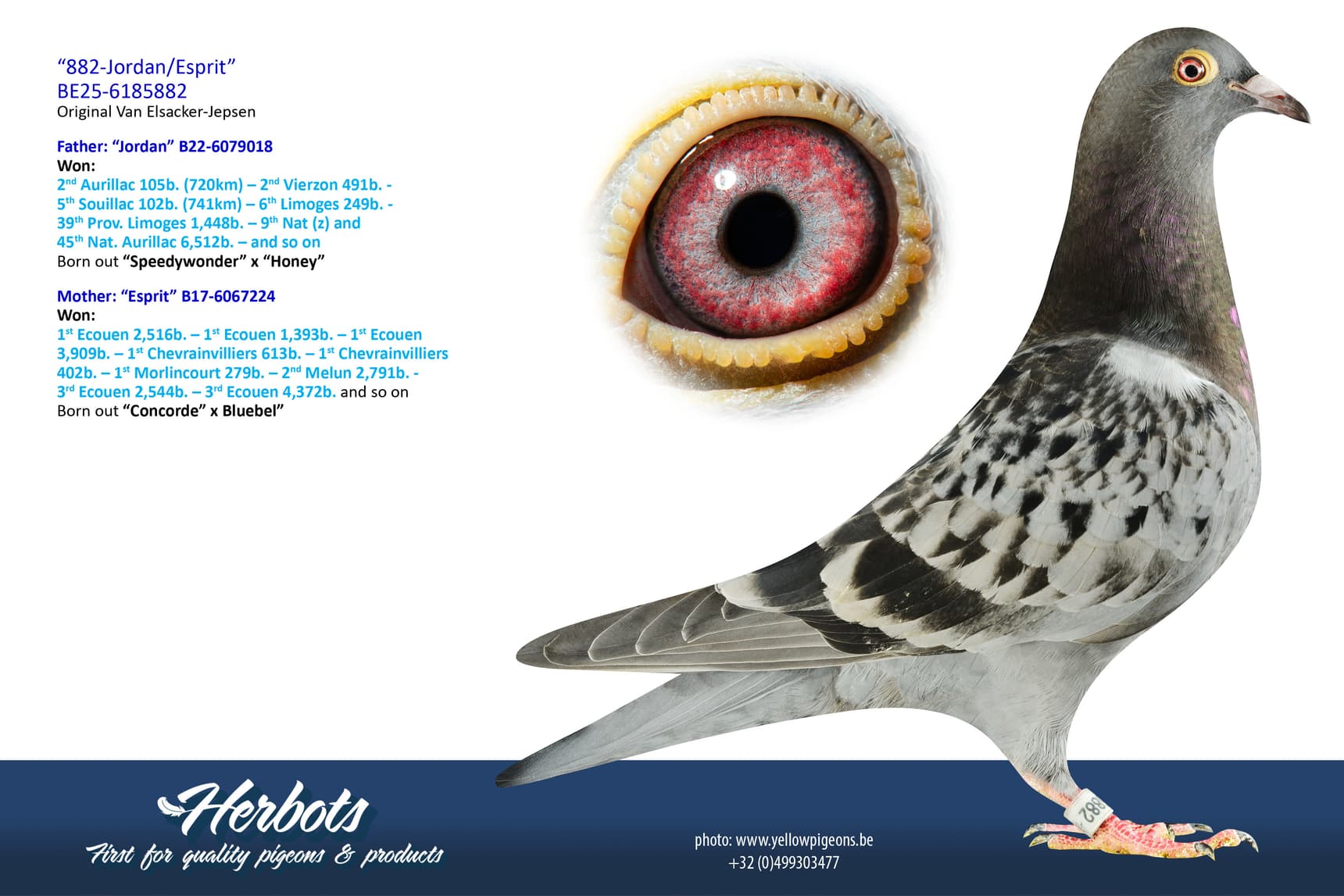 pigeon: undefined