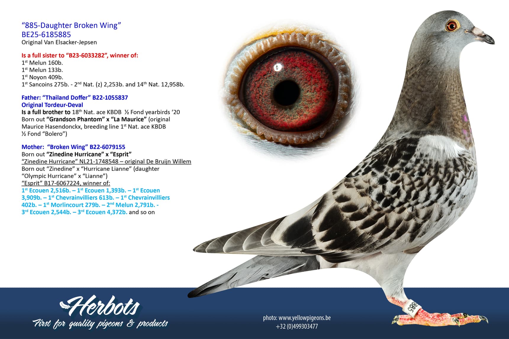 pigeon: undefined