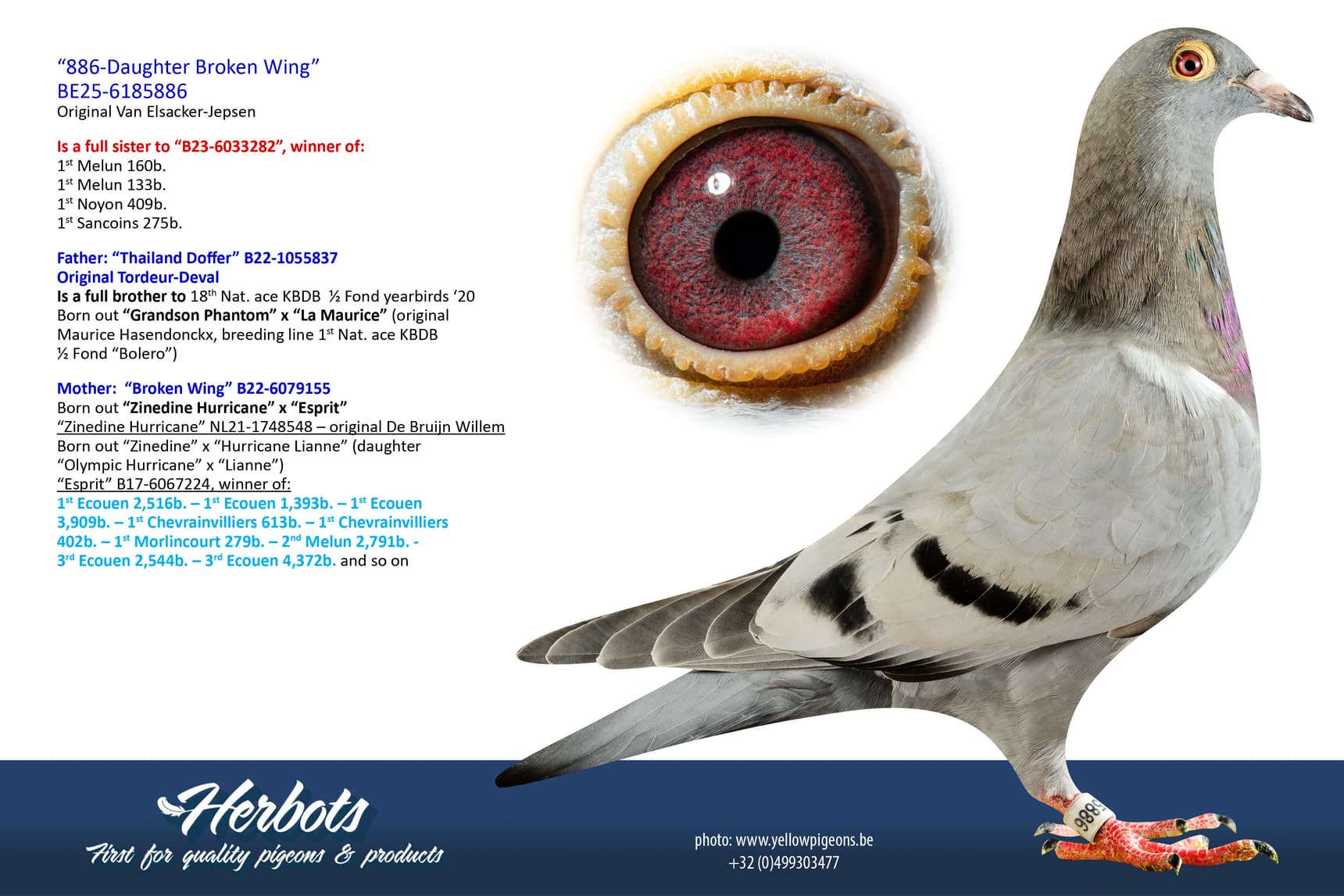 pigeon: undefined