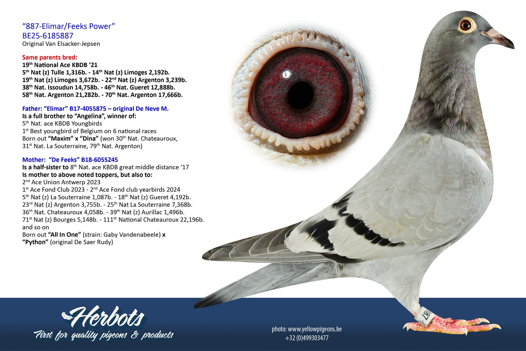 pigeon: undefined