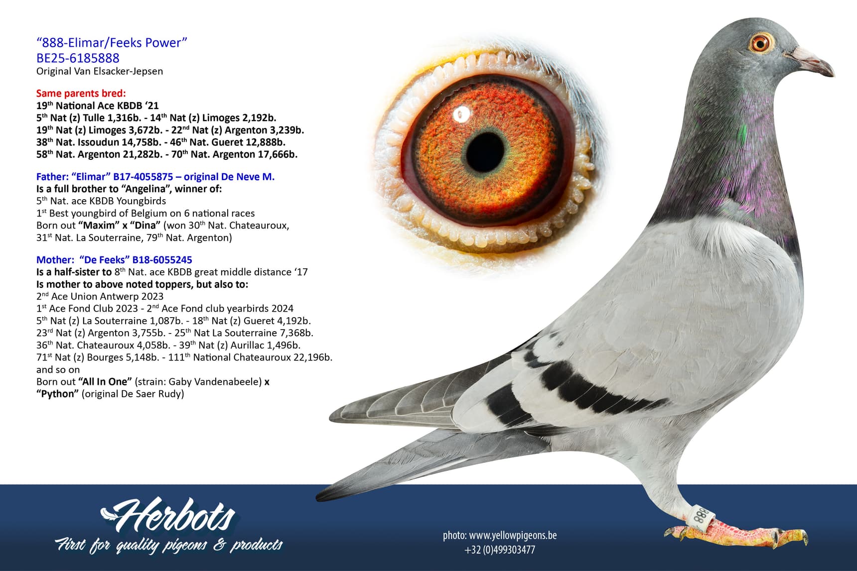 pigeon: undefined