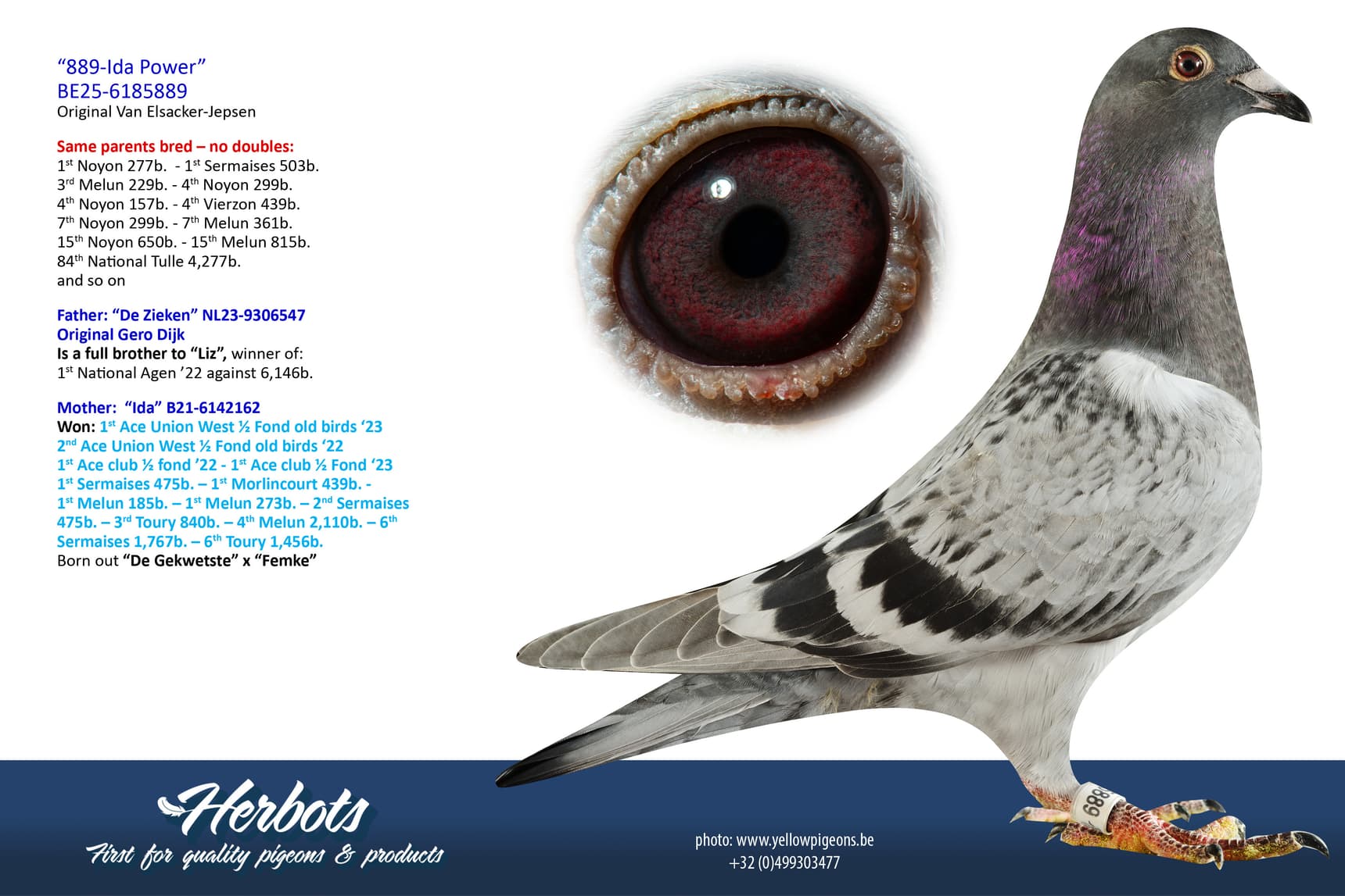 pigeon: undefined