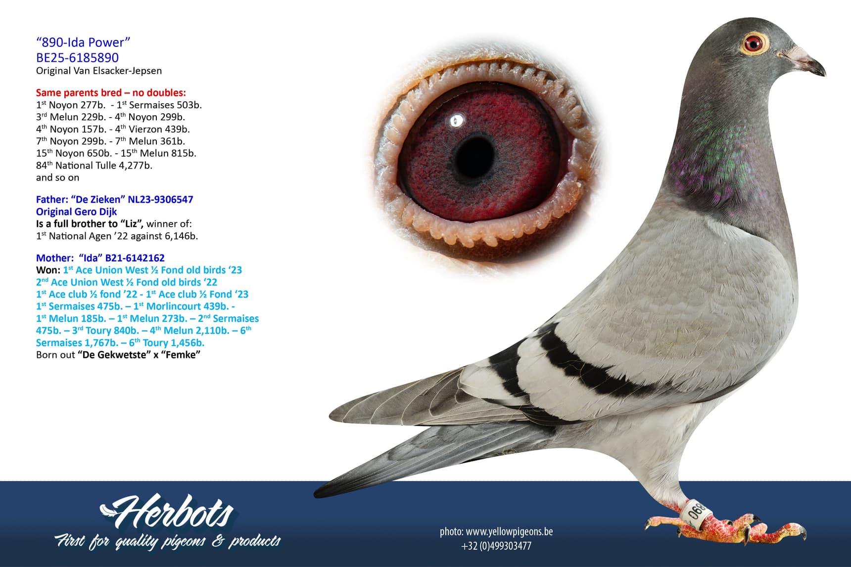 pigeon: undefined