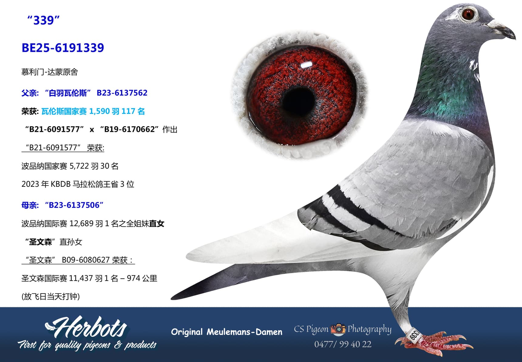 pigeon: undefined