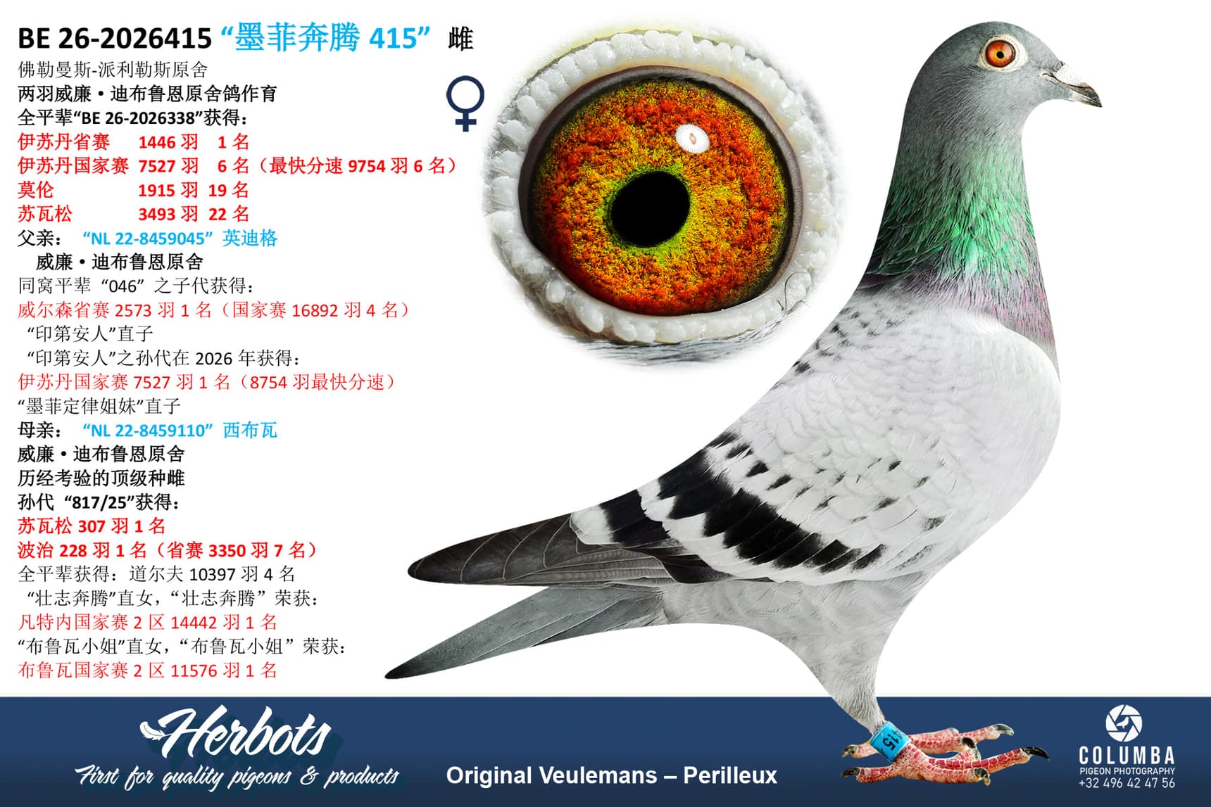 pigeon: undefined