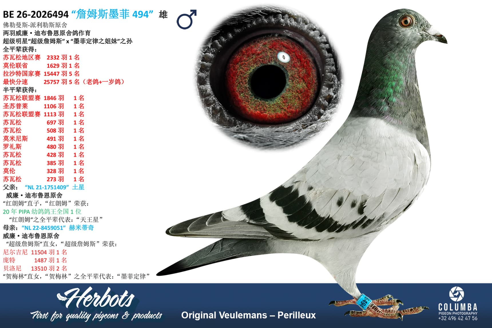 pigeon: undefined