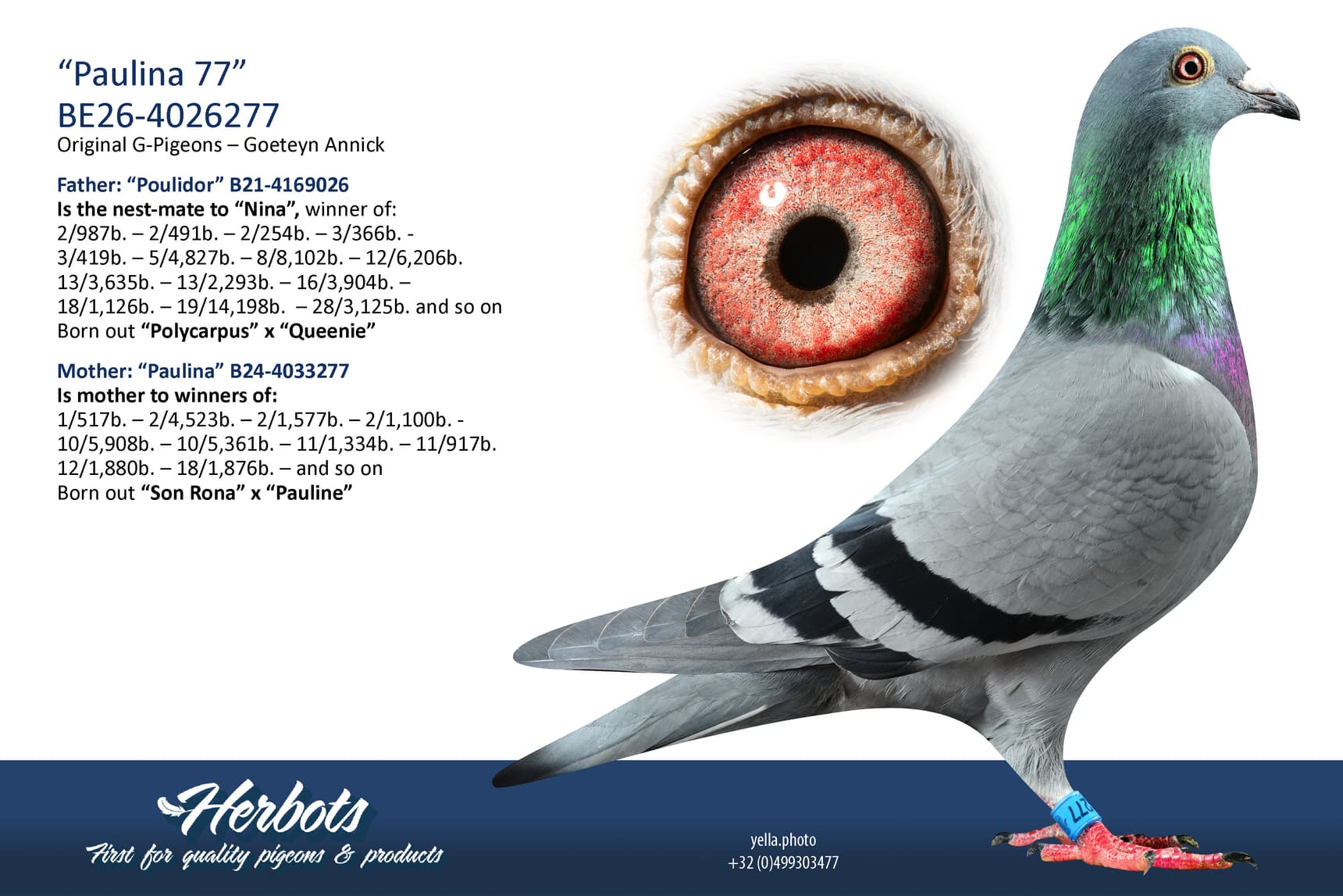 pigeon: undefined