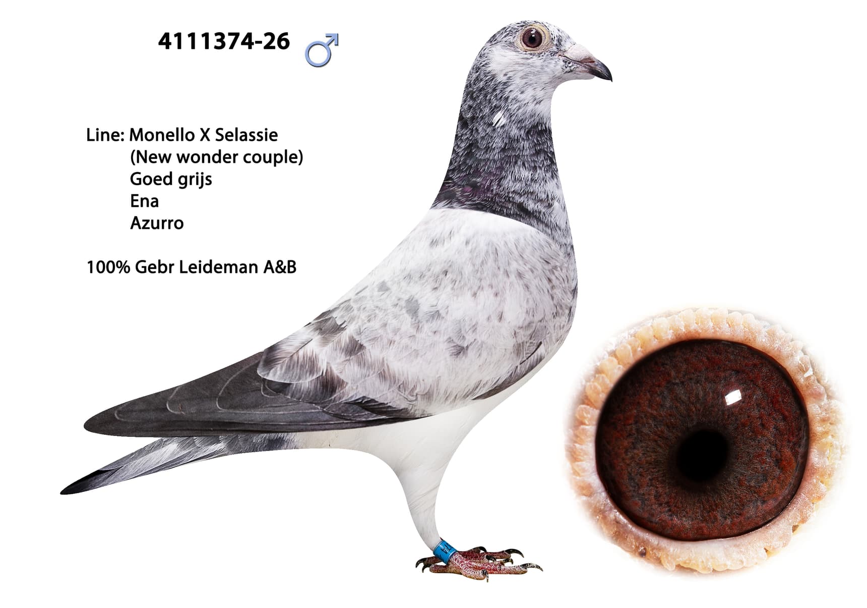 ‘Expensive Leideman’ x ‘Grey Azurro’