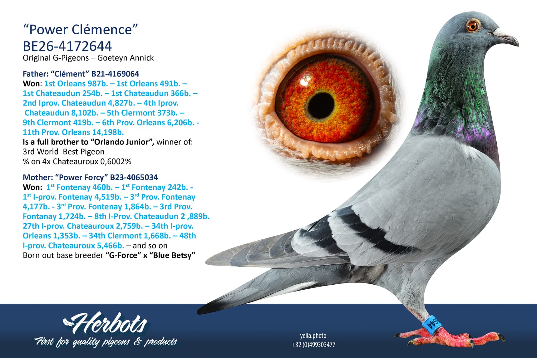 pigeon: undefined