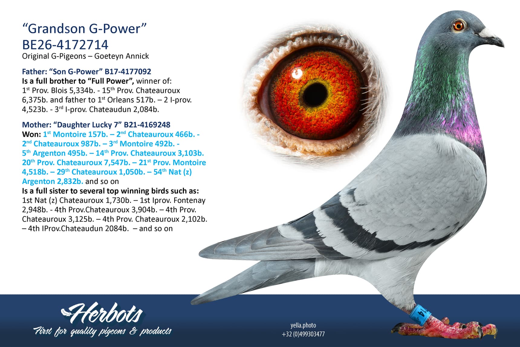 pigeon: undefined