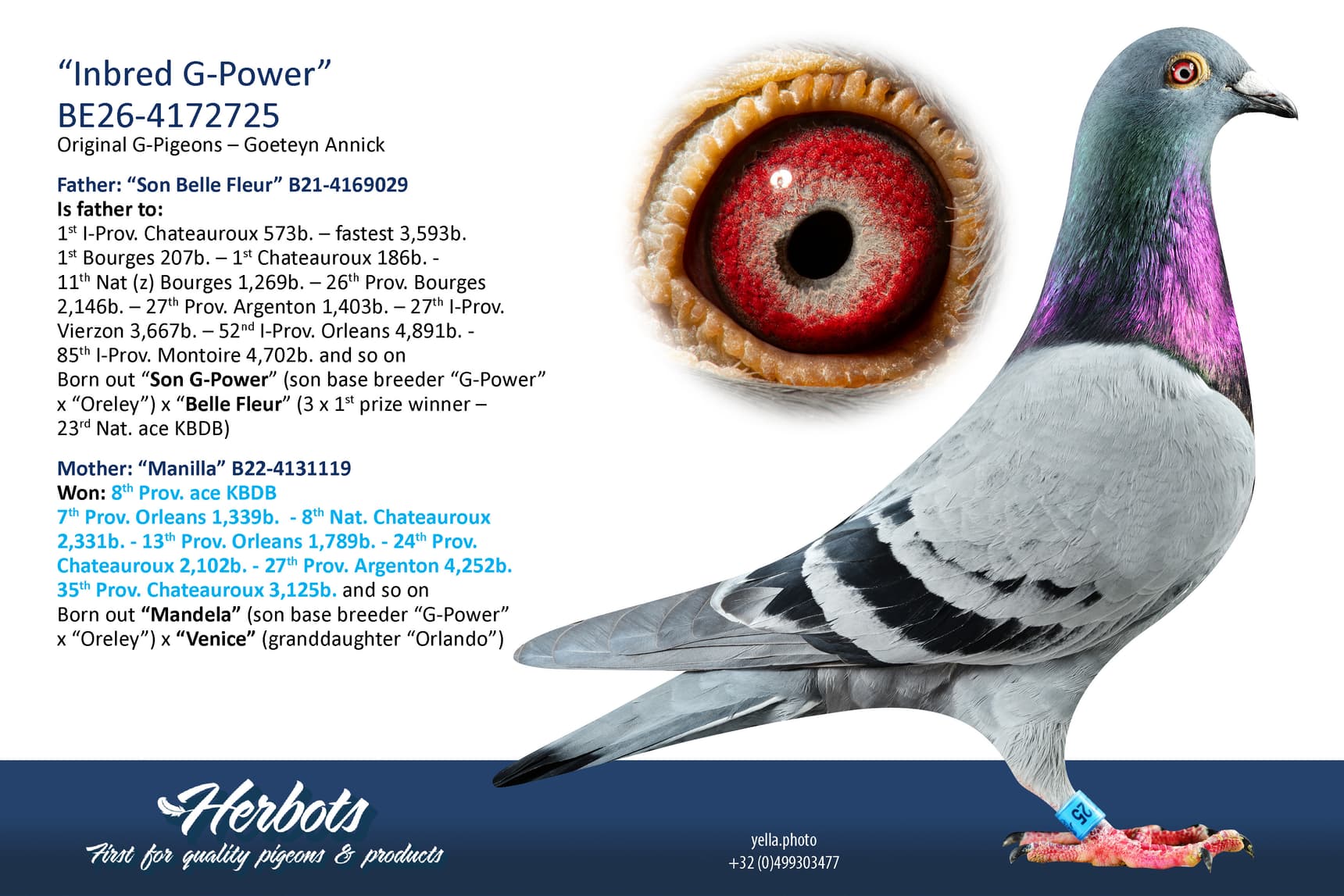 pigeon: undefined