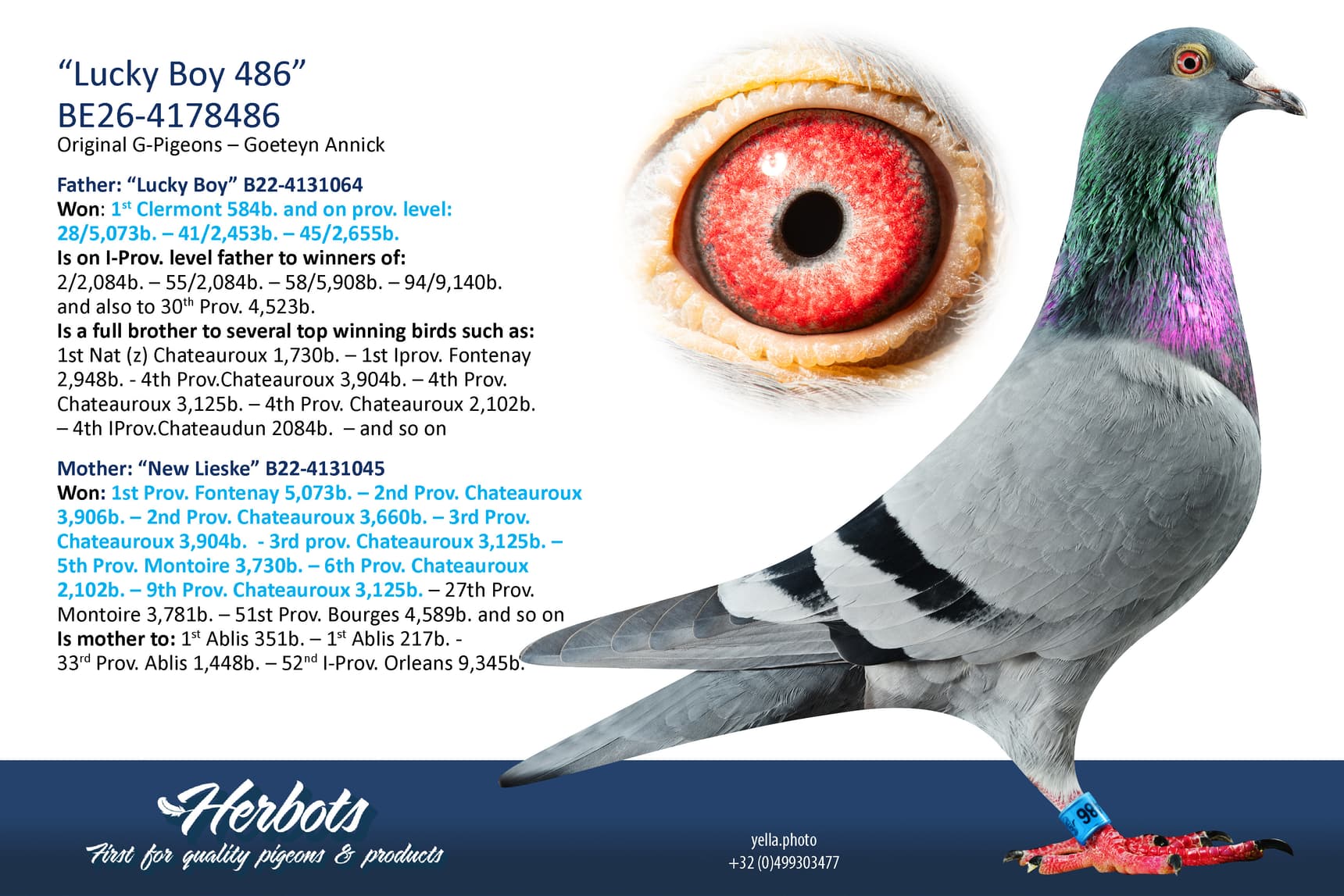 pigeon: undefined