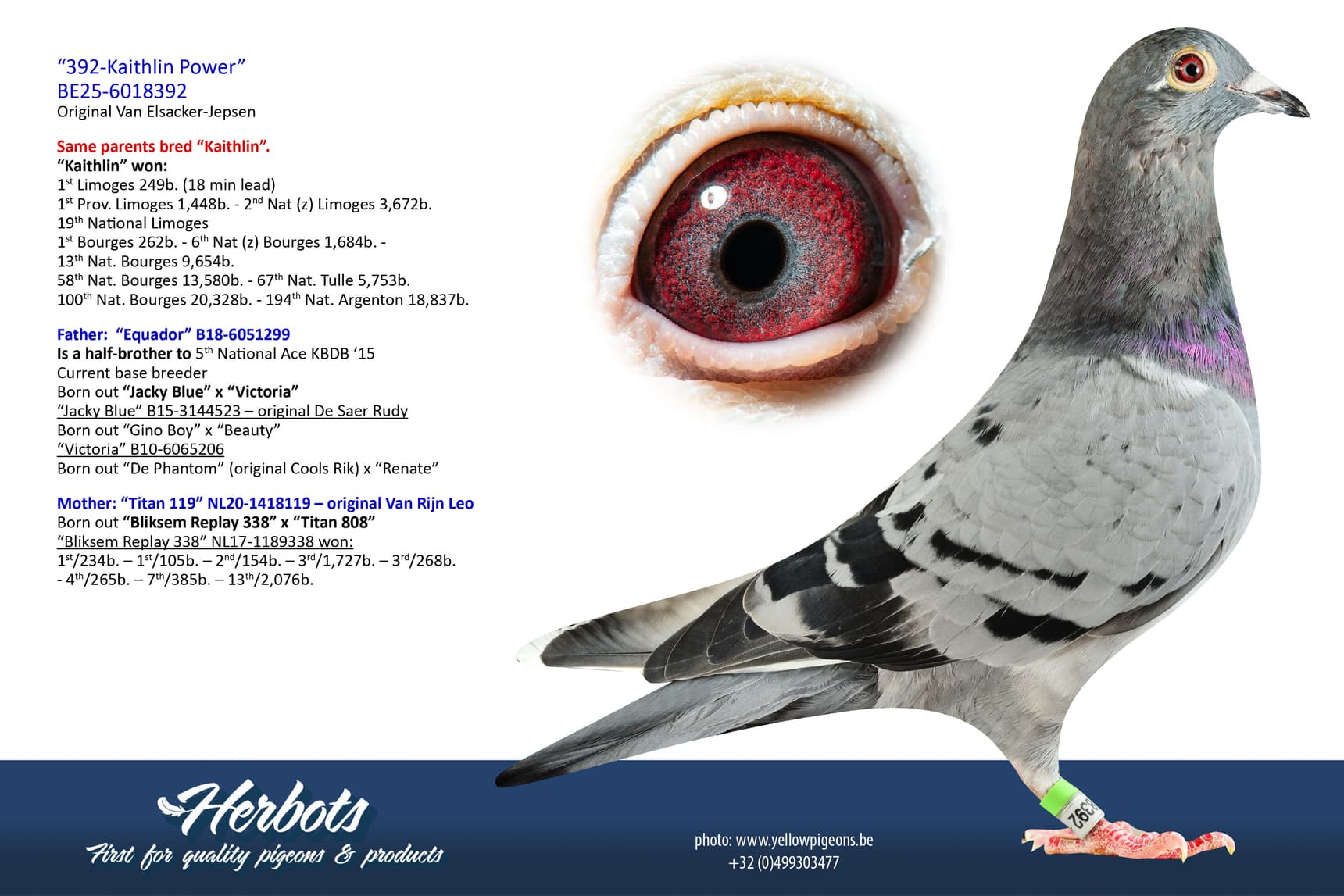 pigeon: undefined