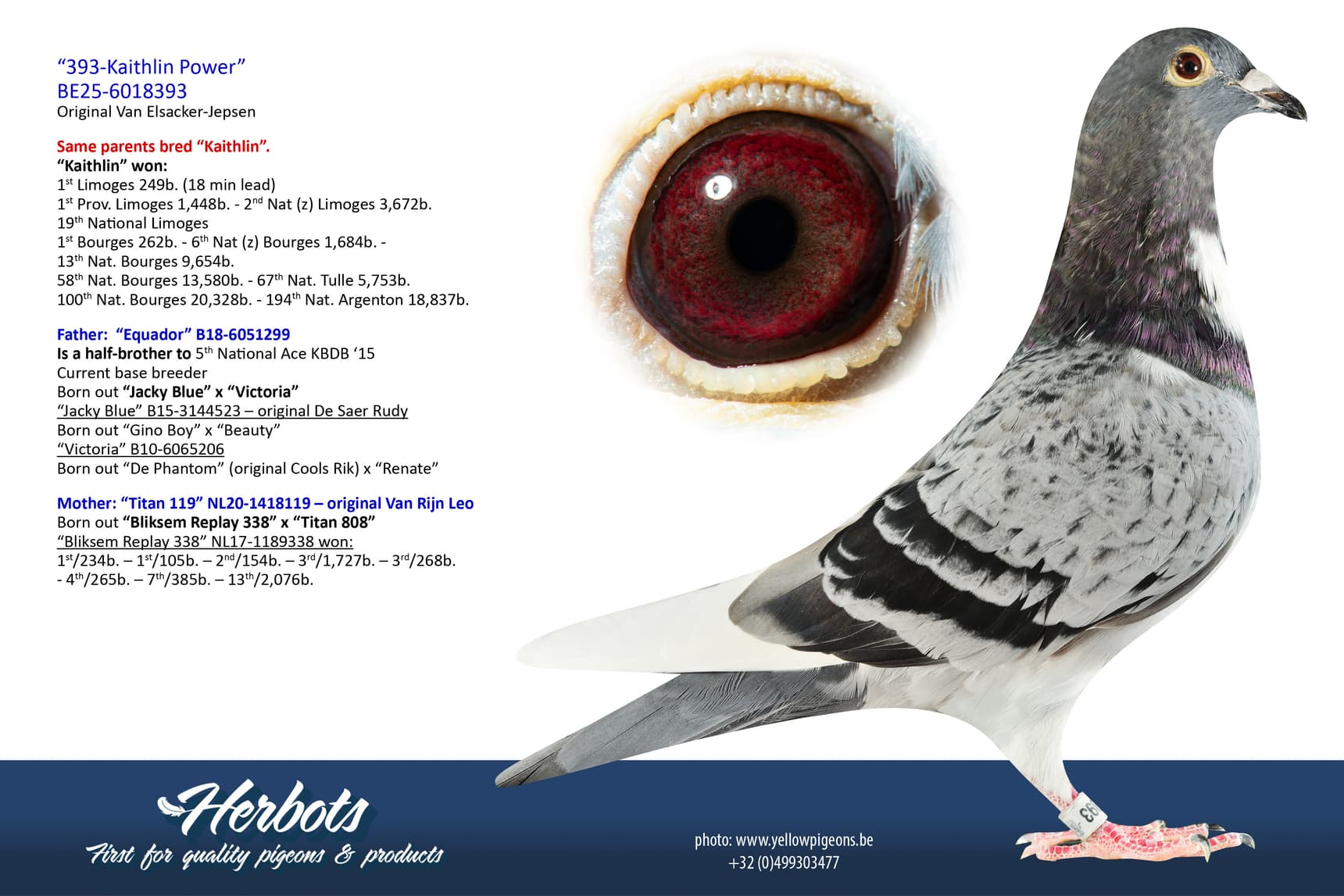 pigeon: undefined
