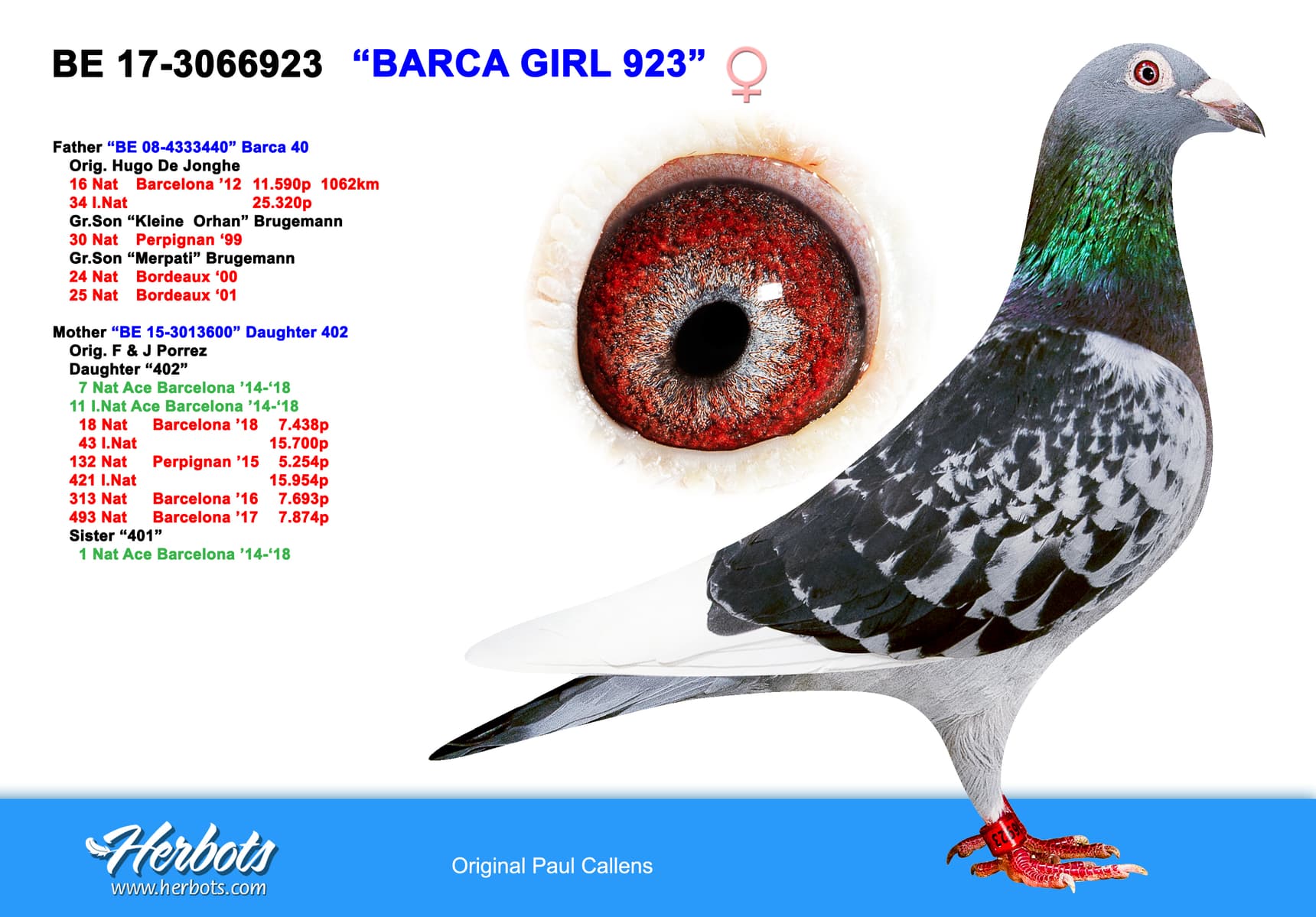 pigeon: undefined