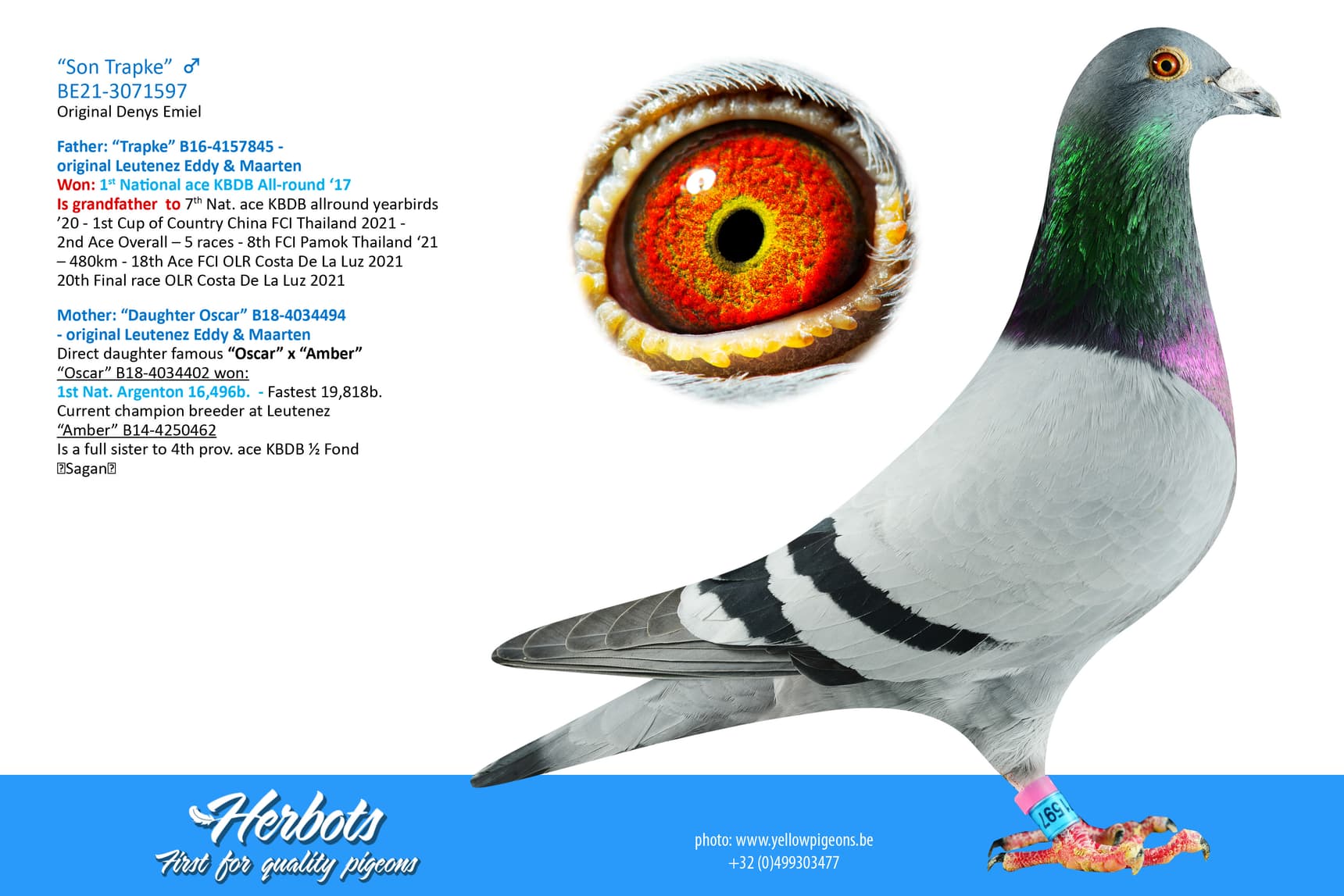 pigeon: undefined