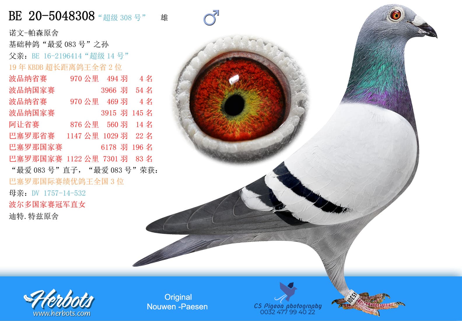 pigeon: undefined