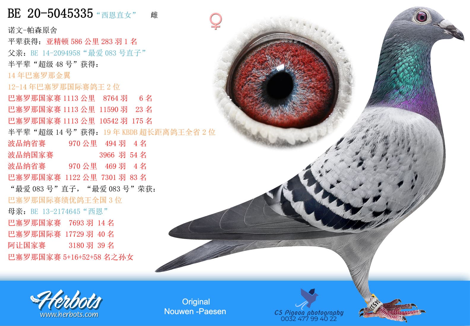 pigeon: undefined