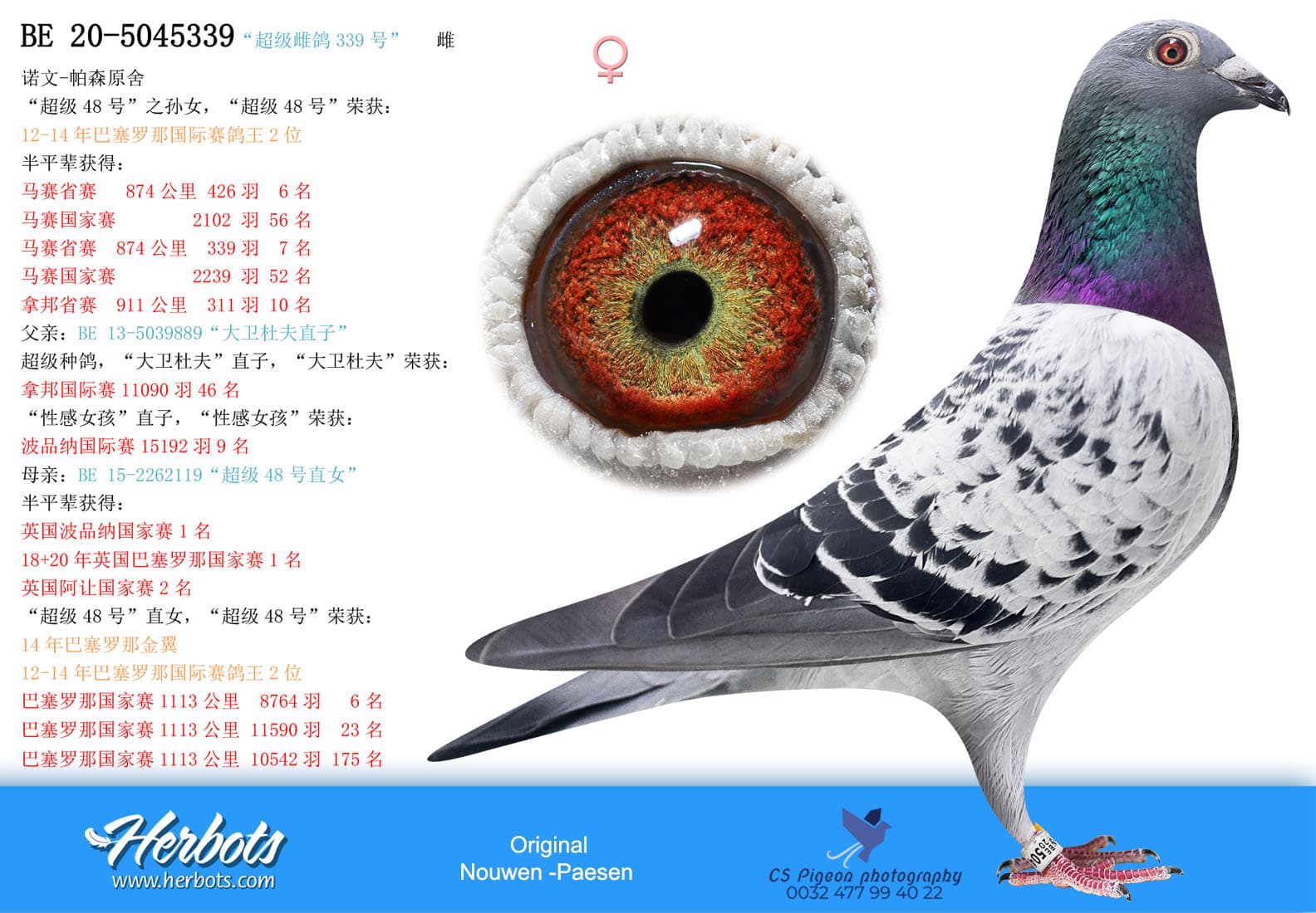 pigeon: undefined