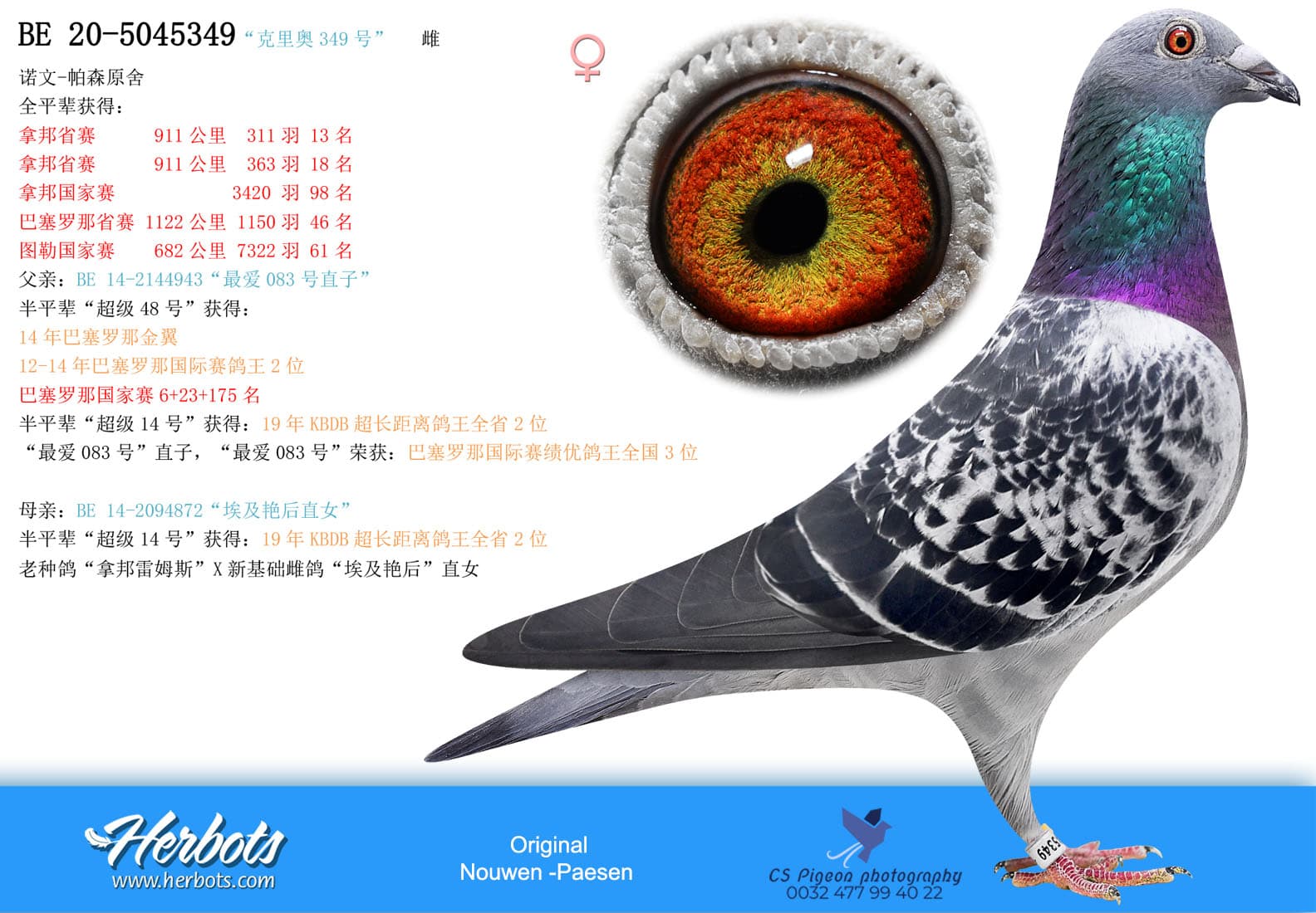 pigeon: undefined