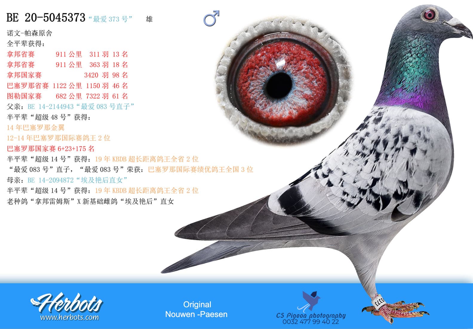 pigeon: undefined