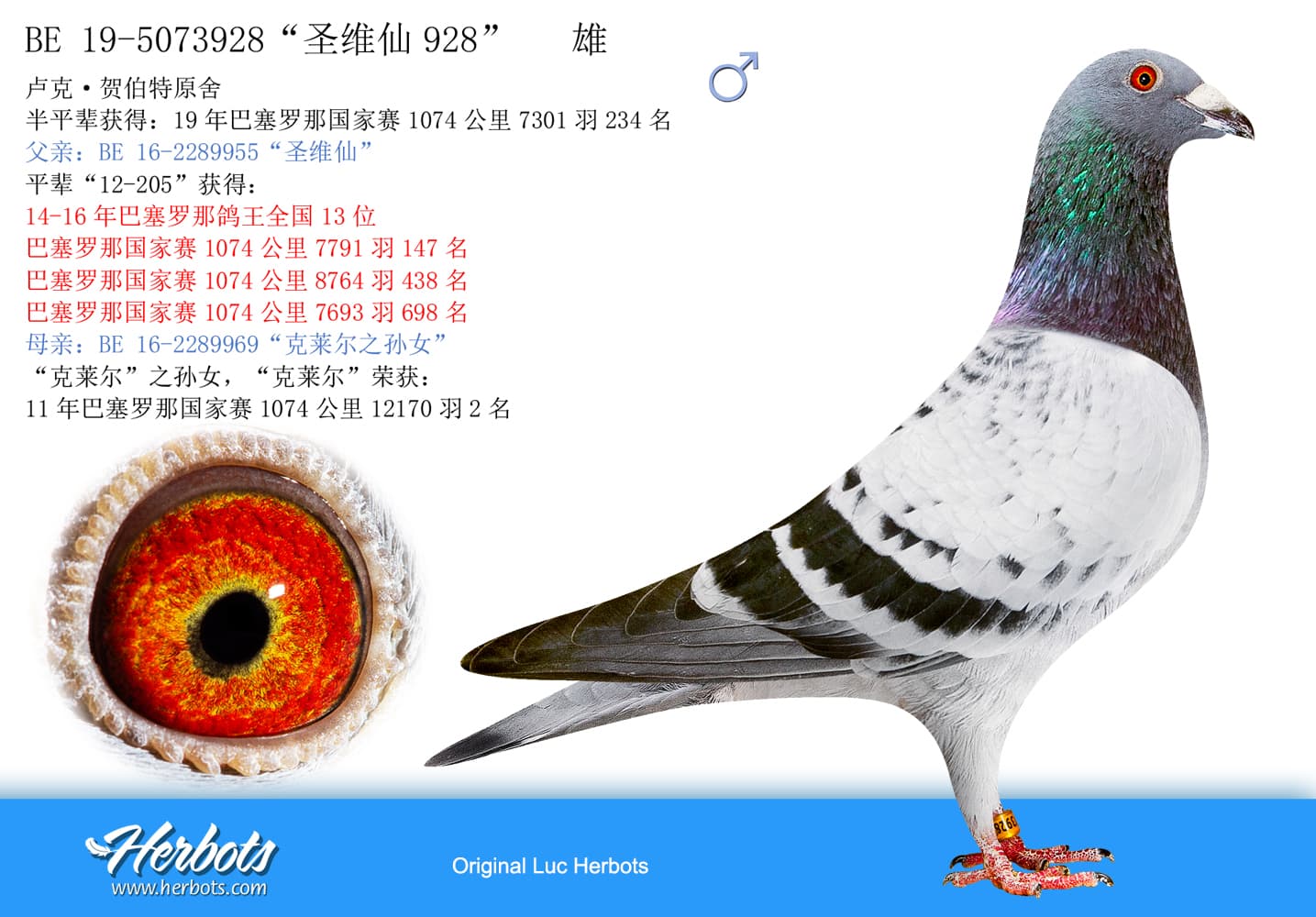 pigeon: undefined