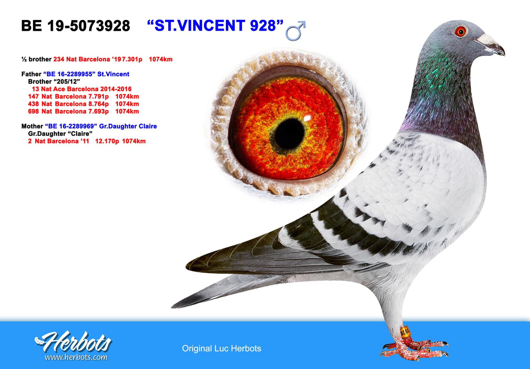 pigeon: undefined