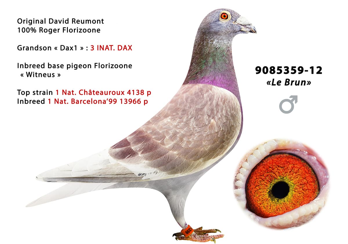 pigeon: undefined