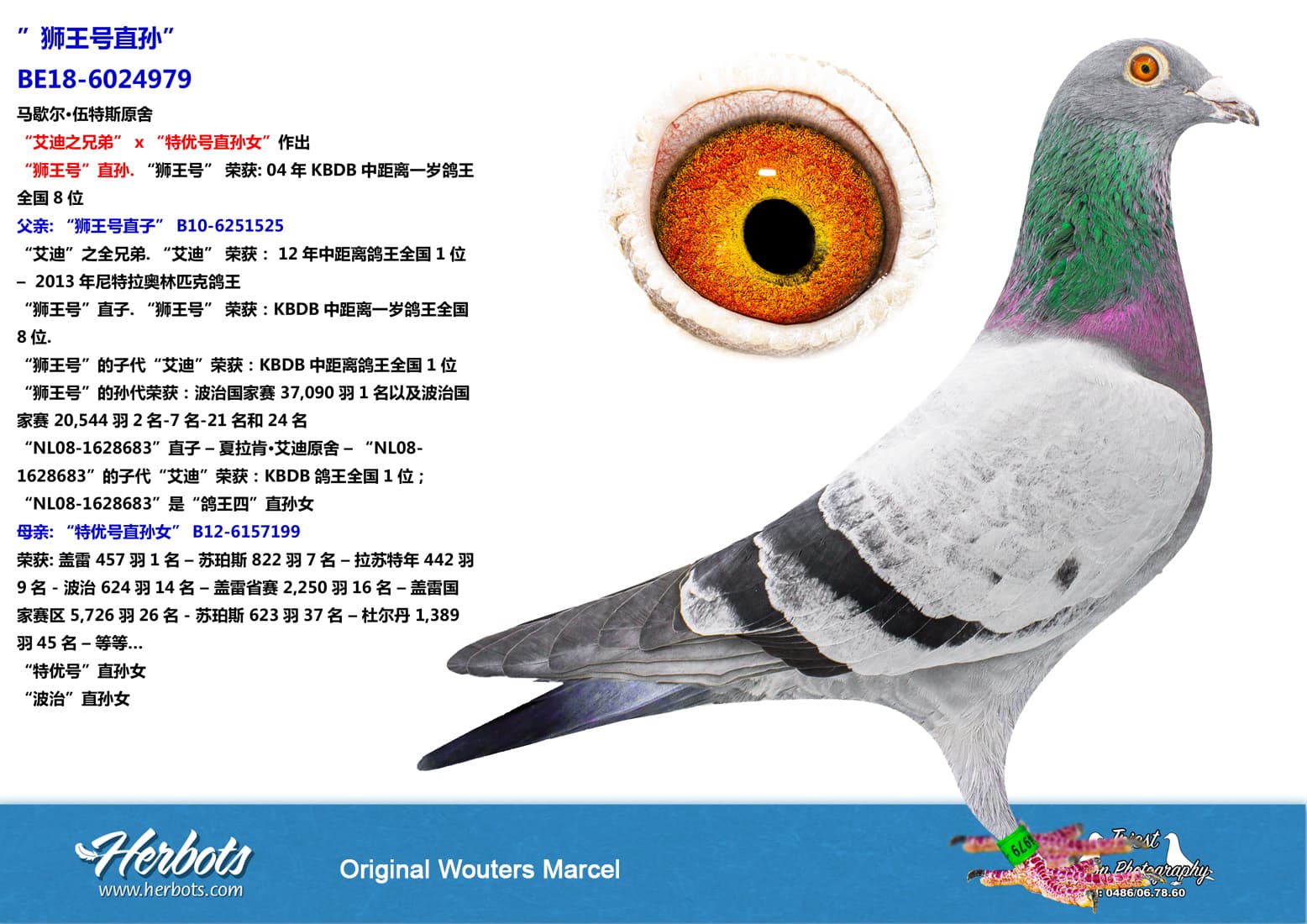 pigeon: undefined