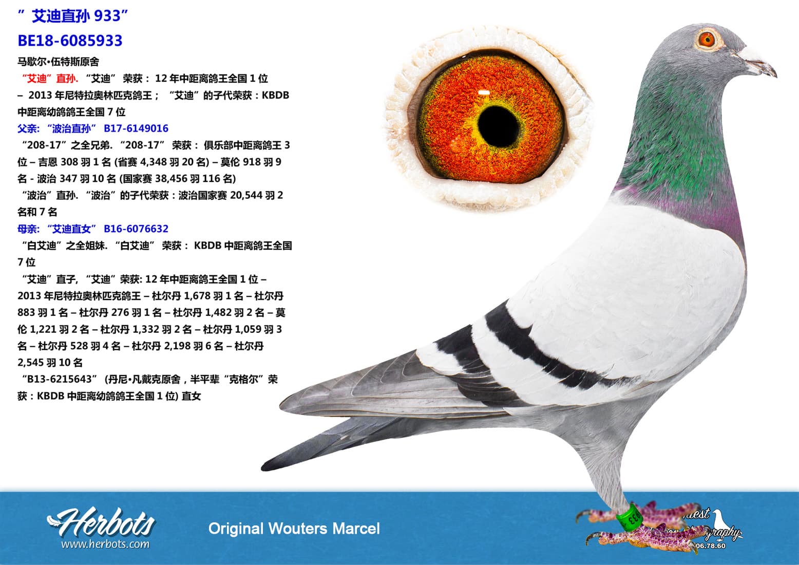 pigeon: undefined