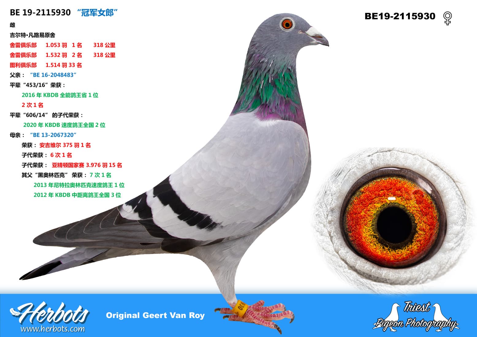 pigeon: undefined