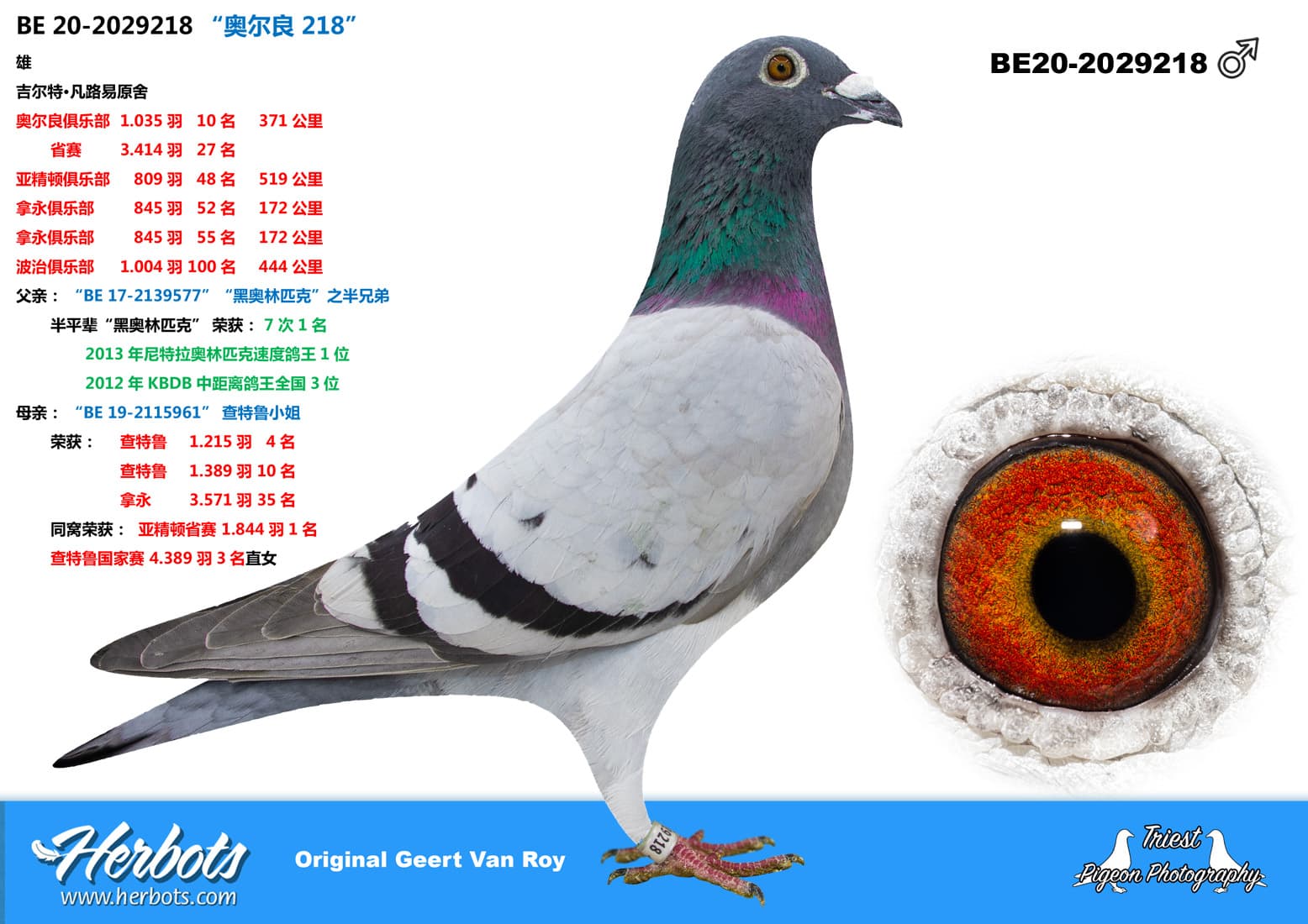 pigeon: undefined