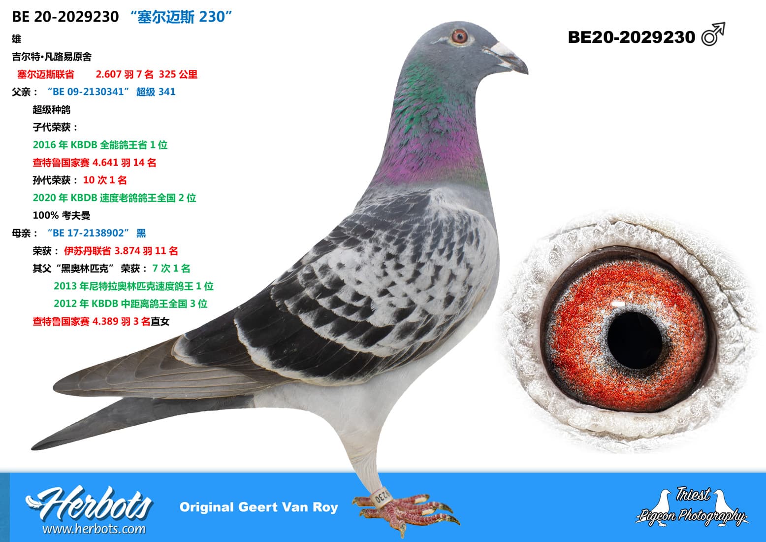pigeon: undefined
