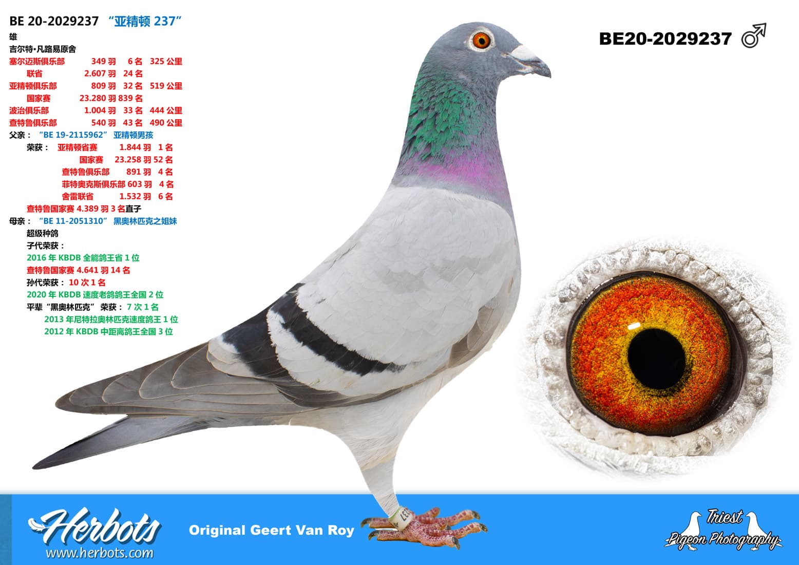 pigeon: undefined