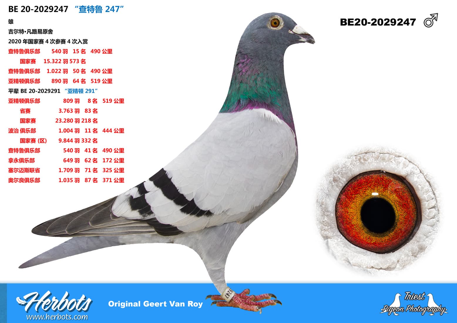 pigeon: undefined