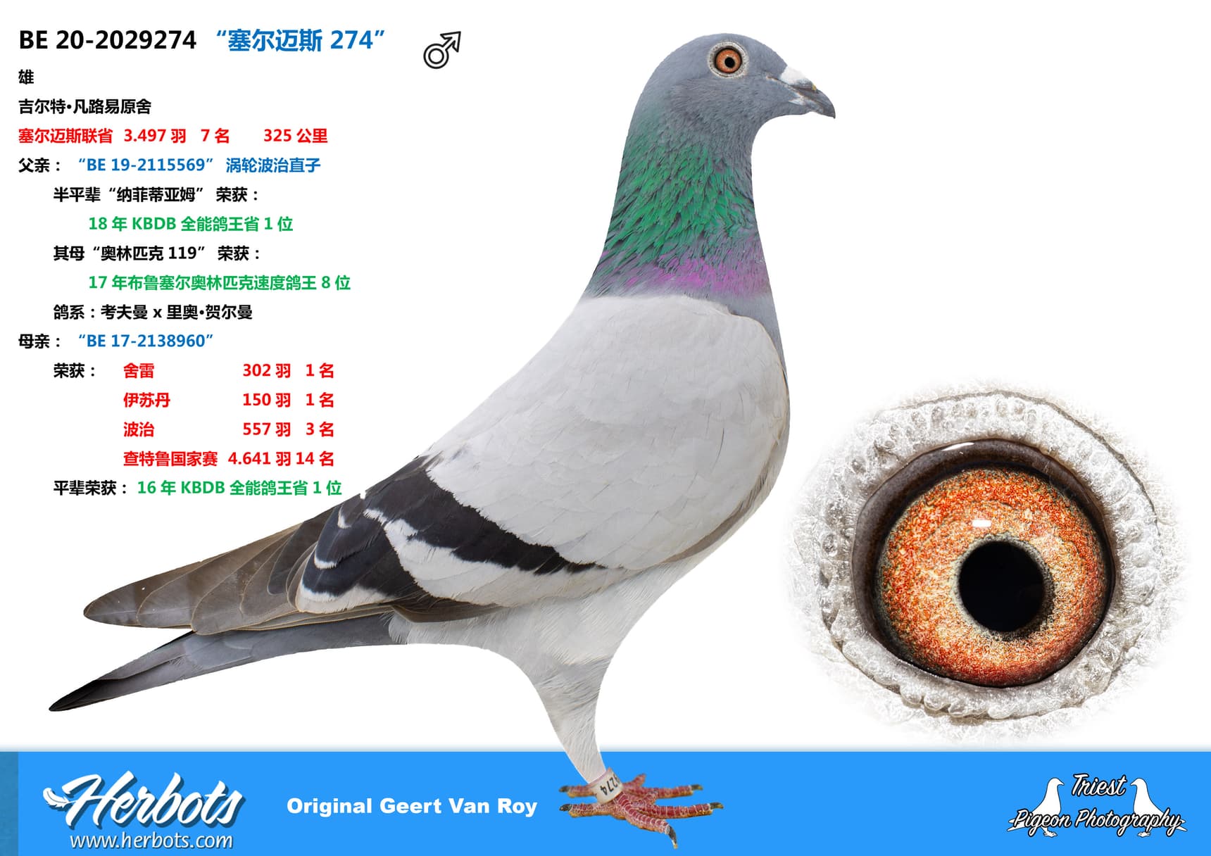 pigeon: undefined