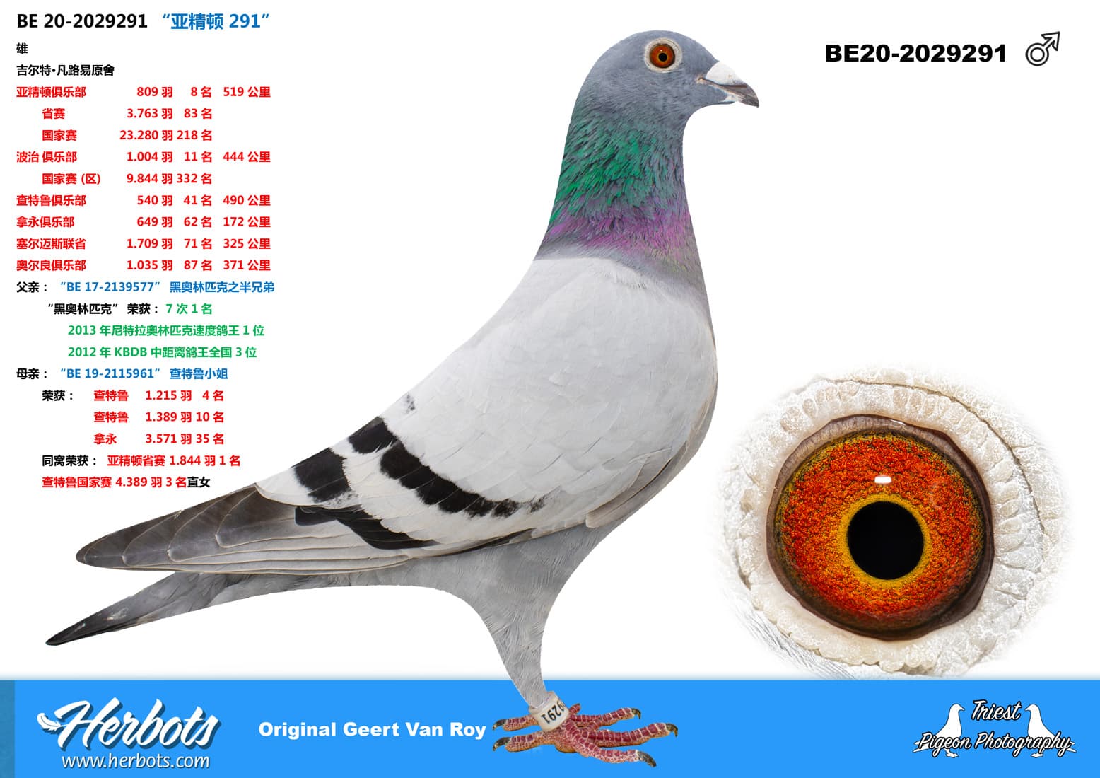 pigeon: undefined
