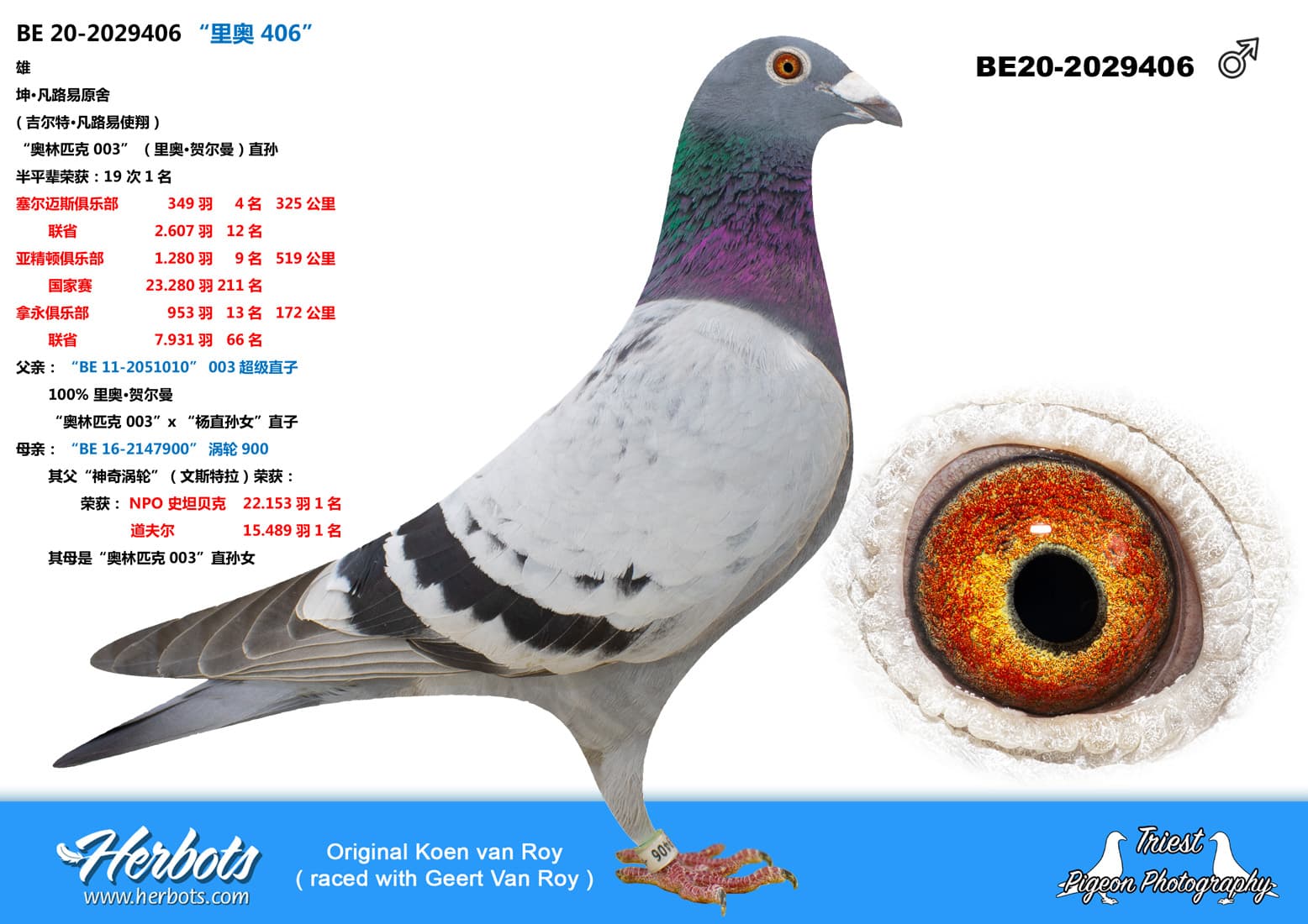 pigeon: undefined