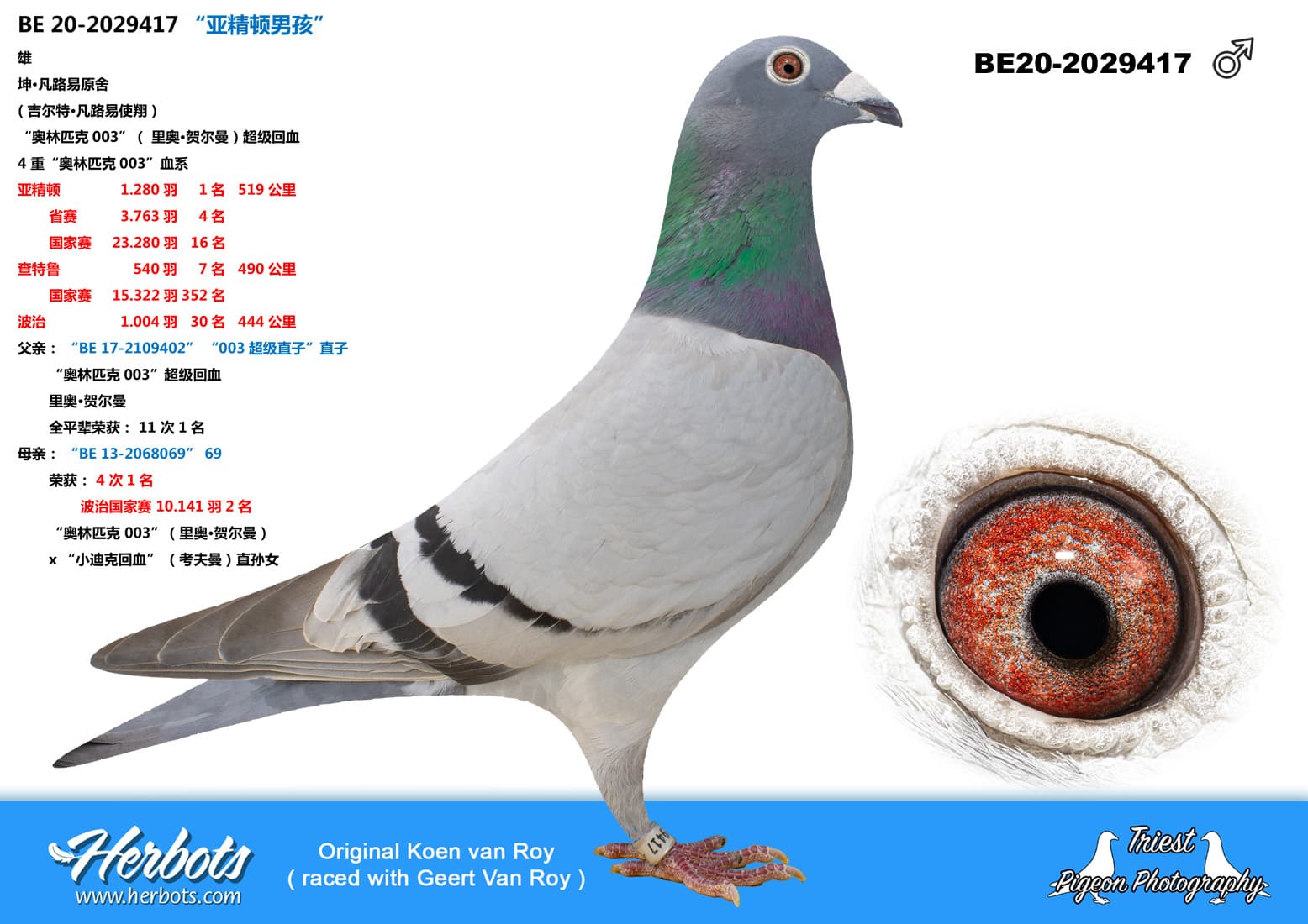 pigeon: undefined