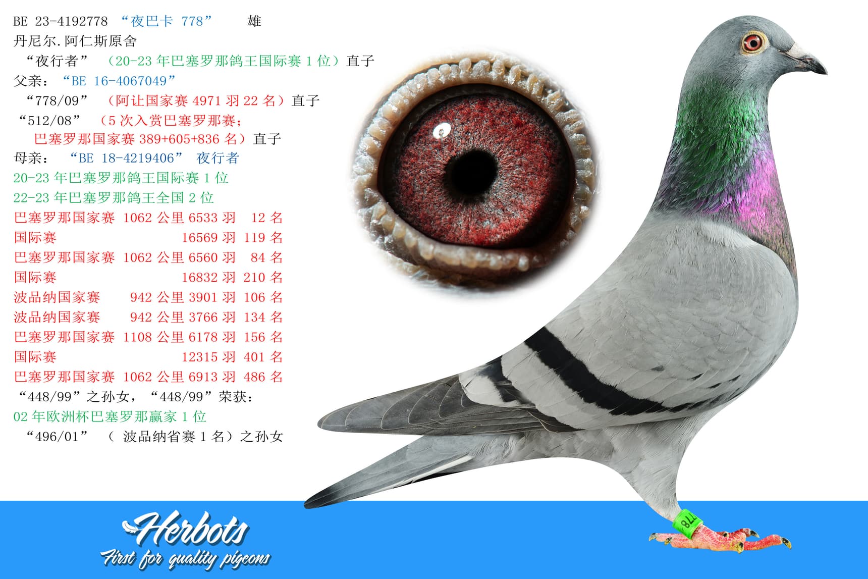pigeon: undefined
