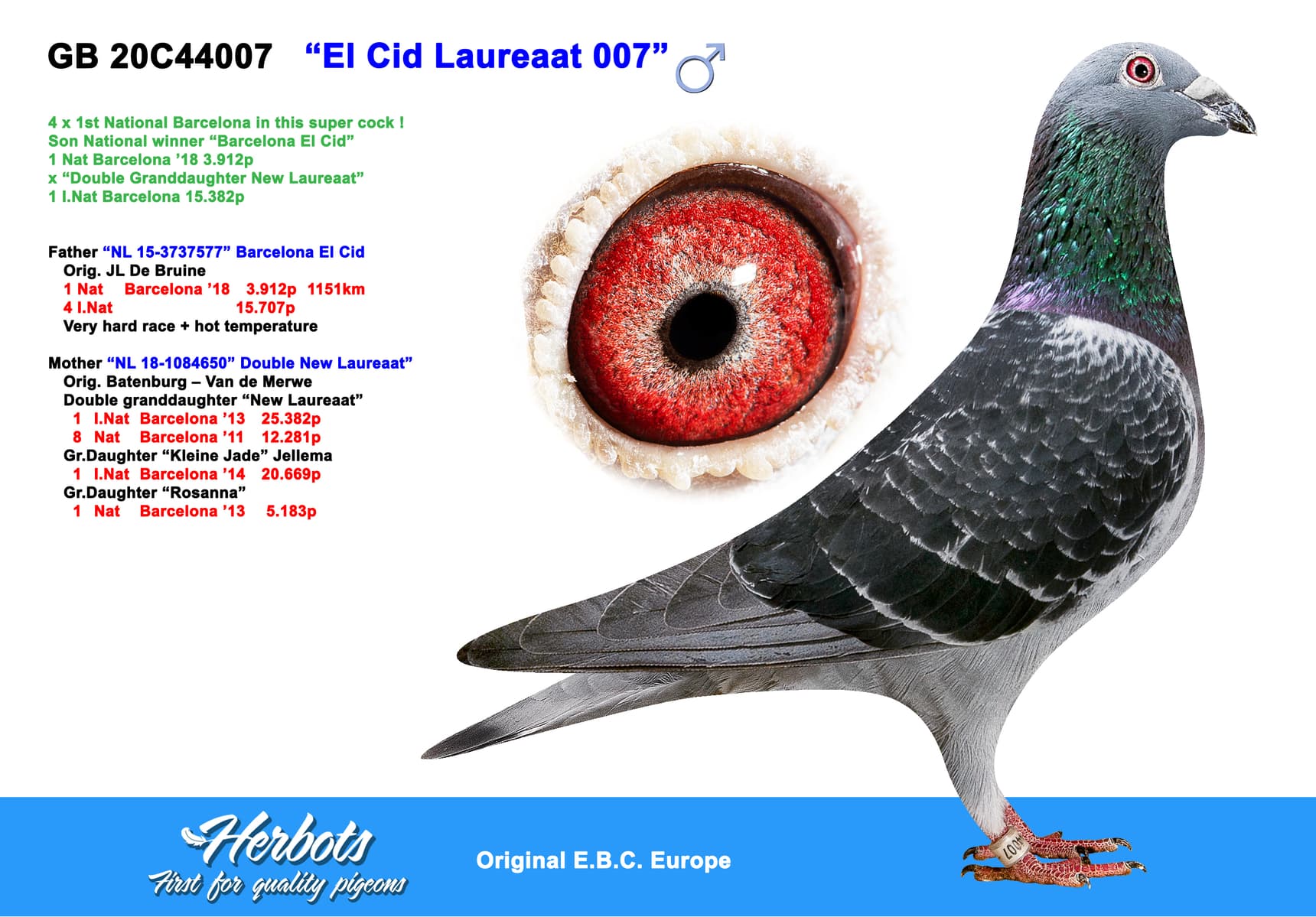 pigeon: undefined
