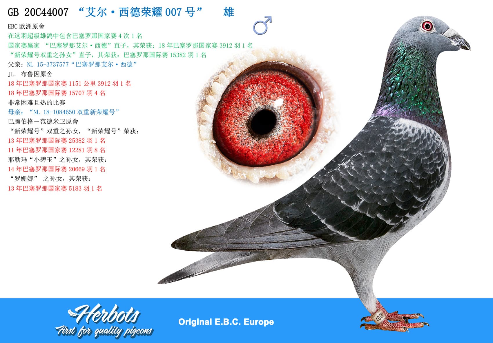 pigeon: undefined