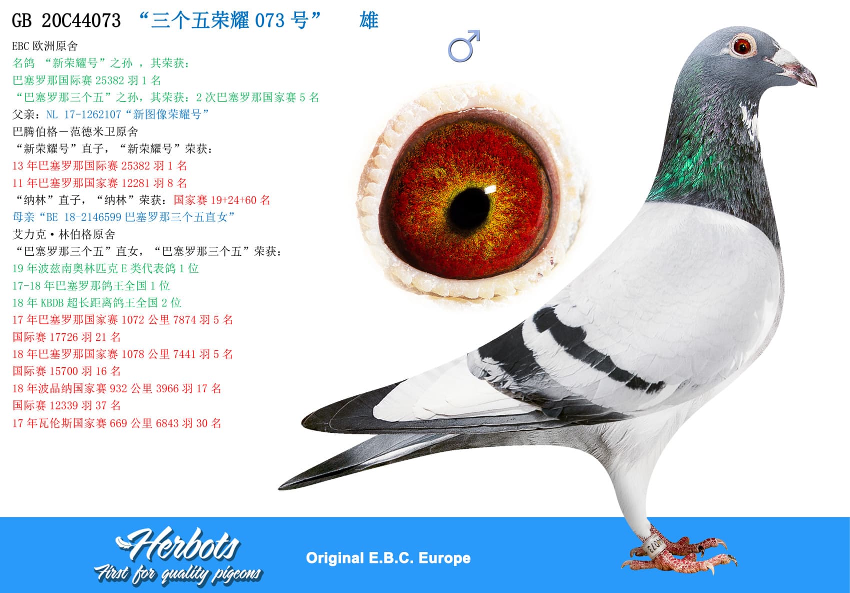 pigeon: undefined