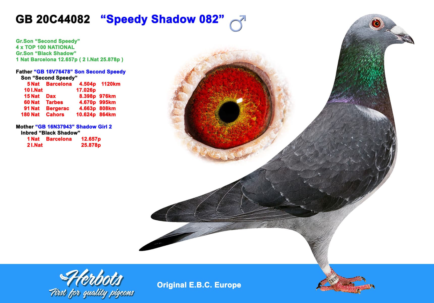 pigeon: undefined